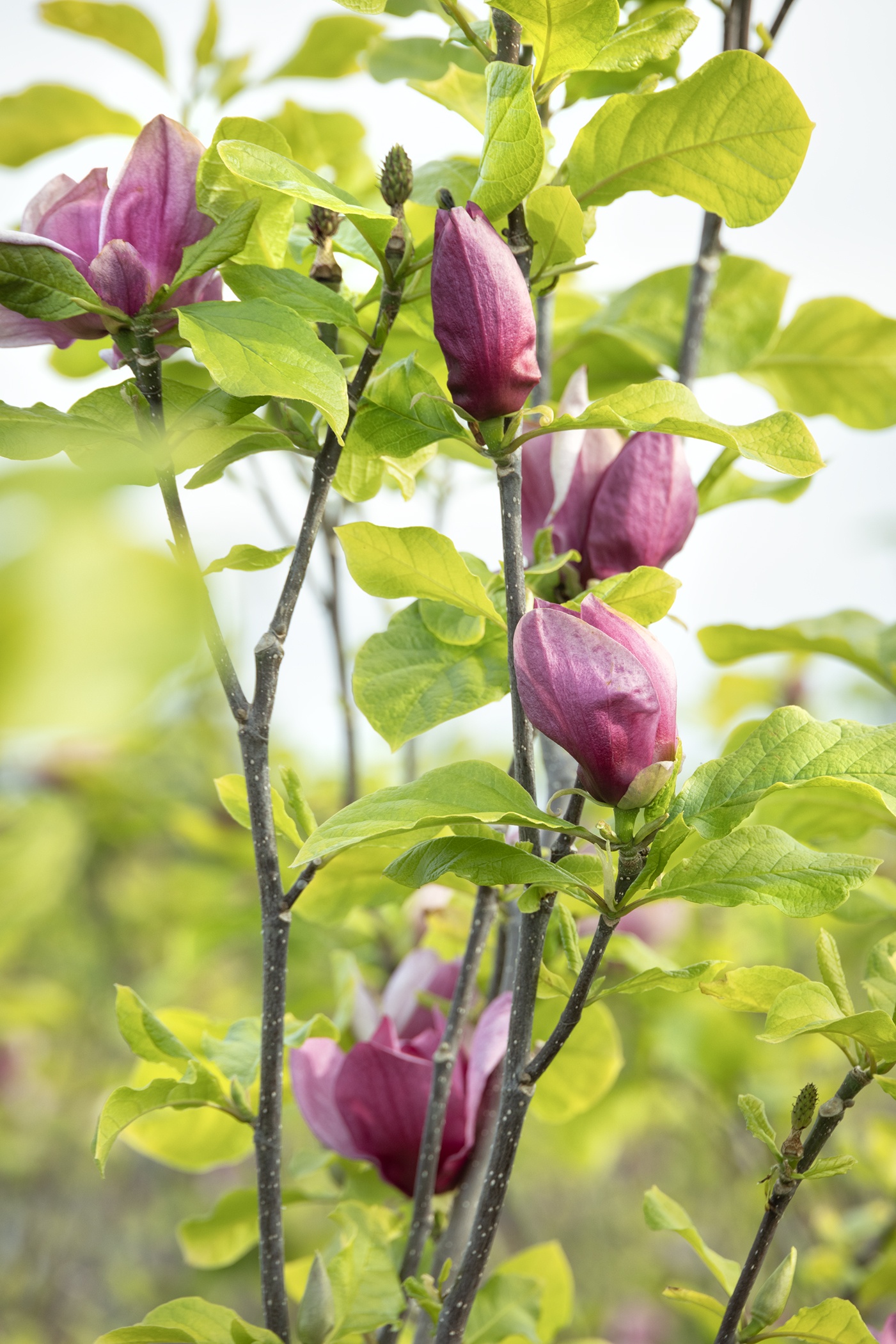 Genie Magnolia, Magnolia x 'Genie' PP #20,748, Monrovia Plant