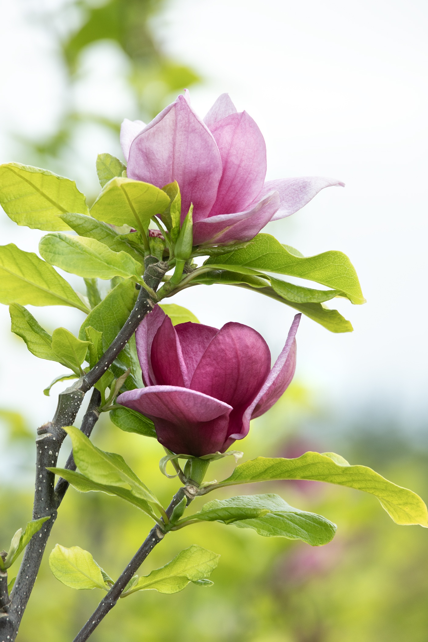 Magnoliaページ Genie Magnolia, Magnolia x 'Genie' PP #20,748, Monrovia Plant