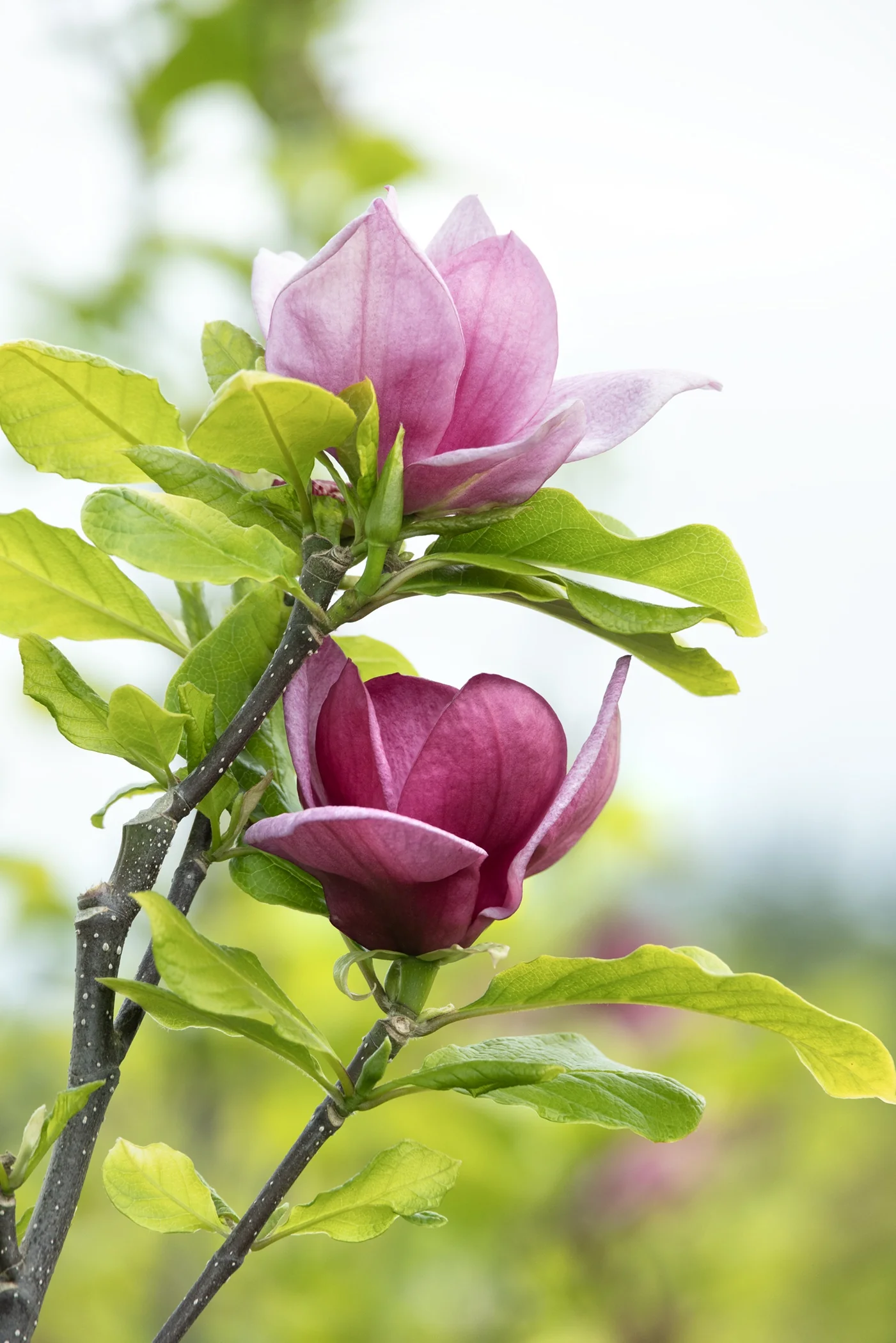 Magnoliaページ Genie Magnolia, Magnolia x 'Genie' PP #20,748, Monrovia Plant