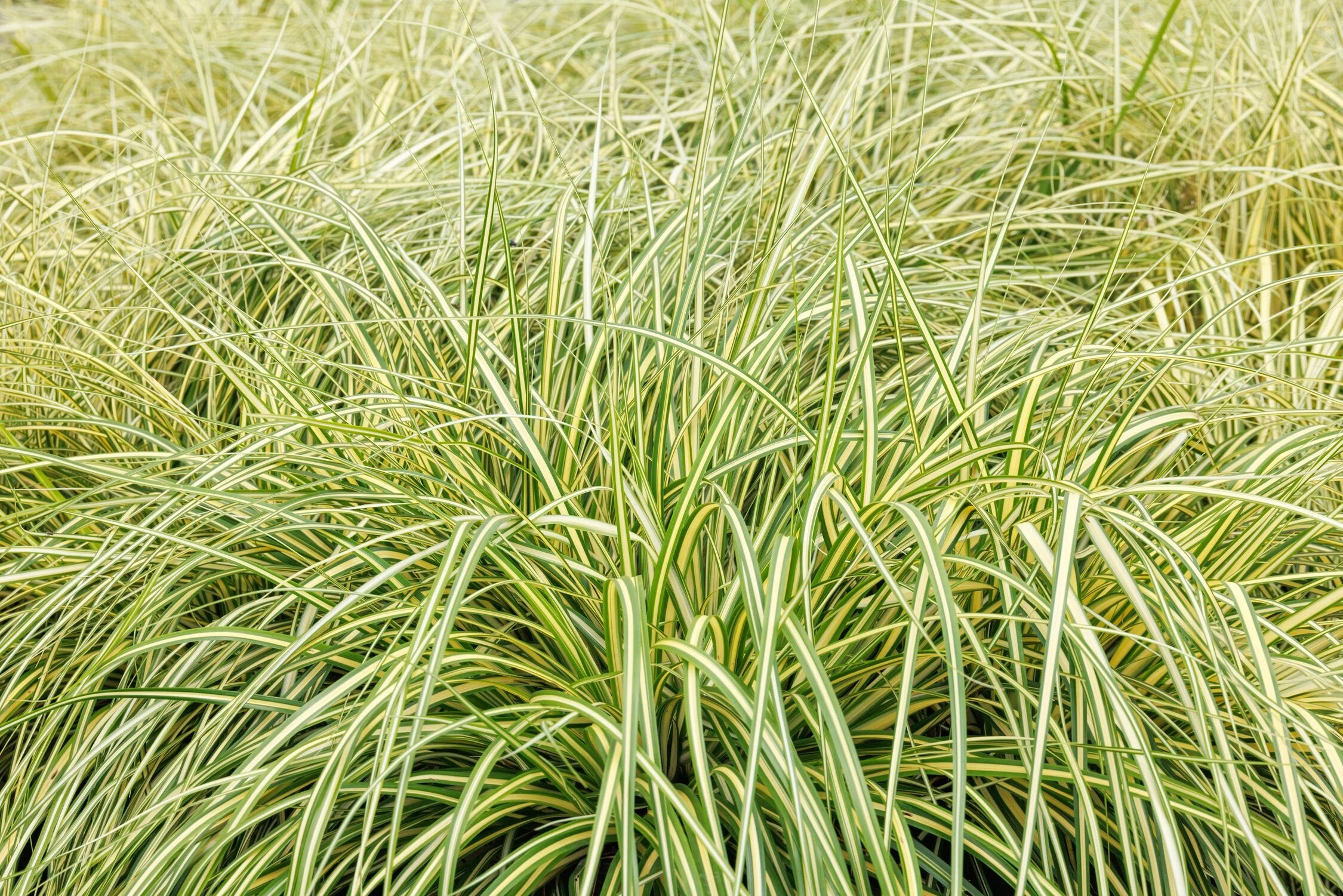 ©Monrovia, by Doreen Wynja