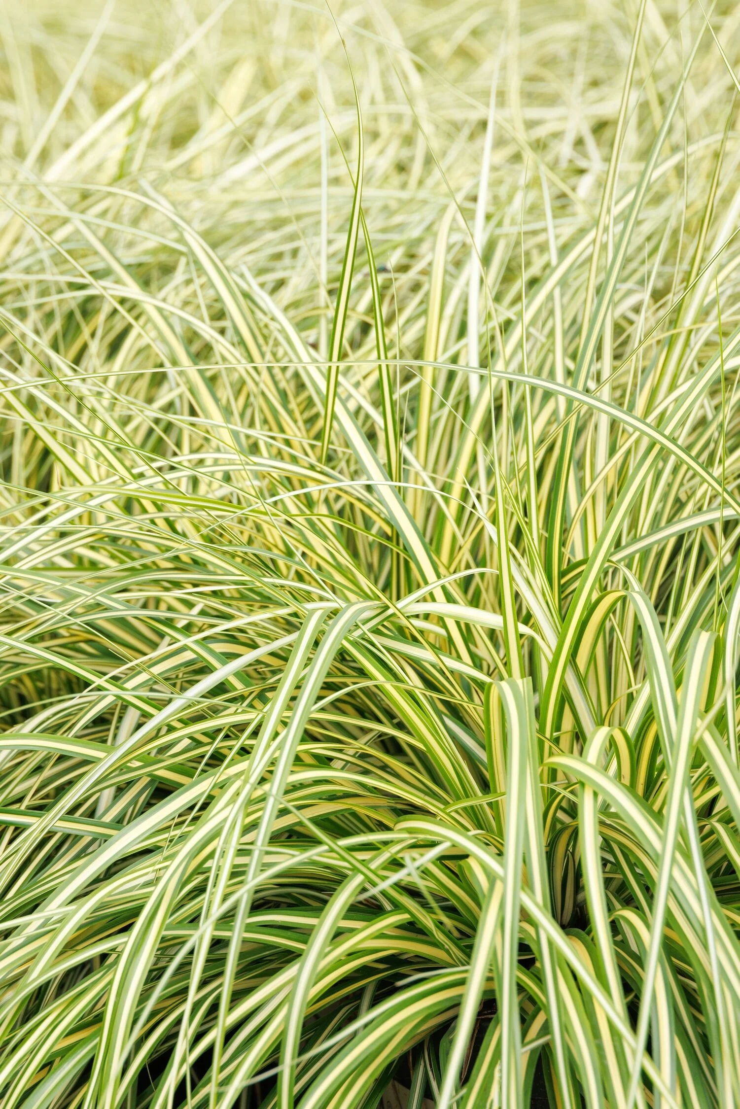 ©Monrovia, by Doreen Wynja