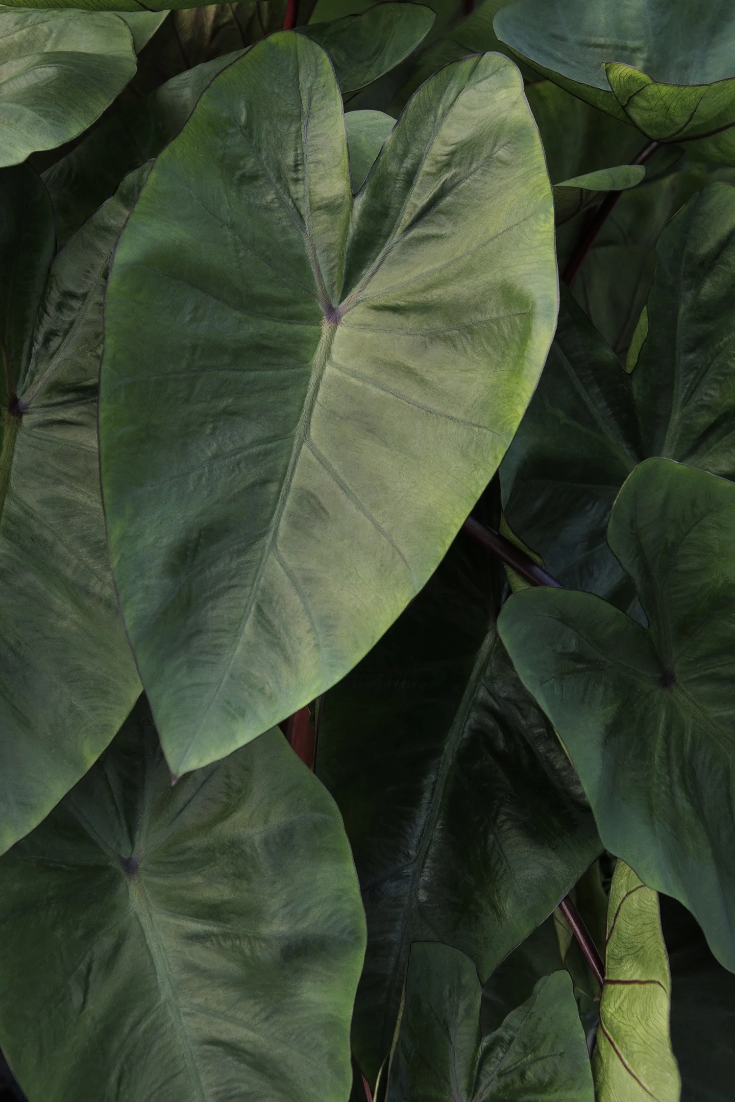 ©Monrovia by Doreen Wynja