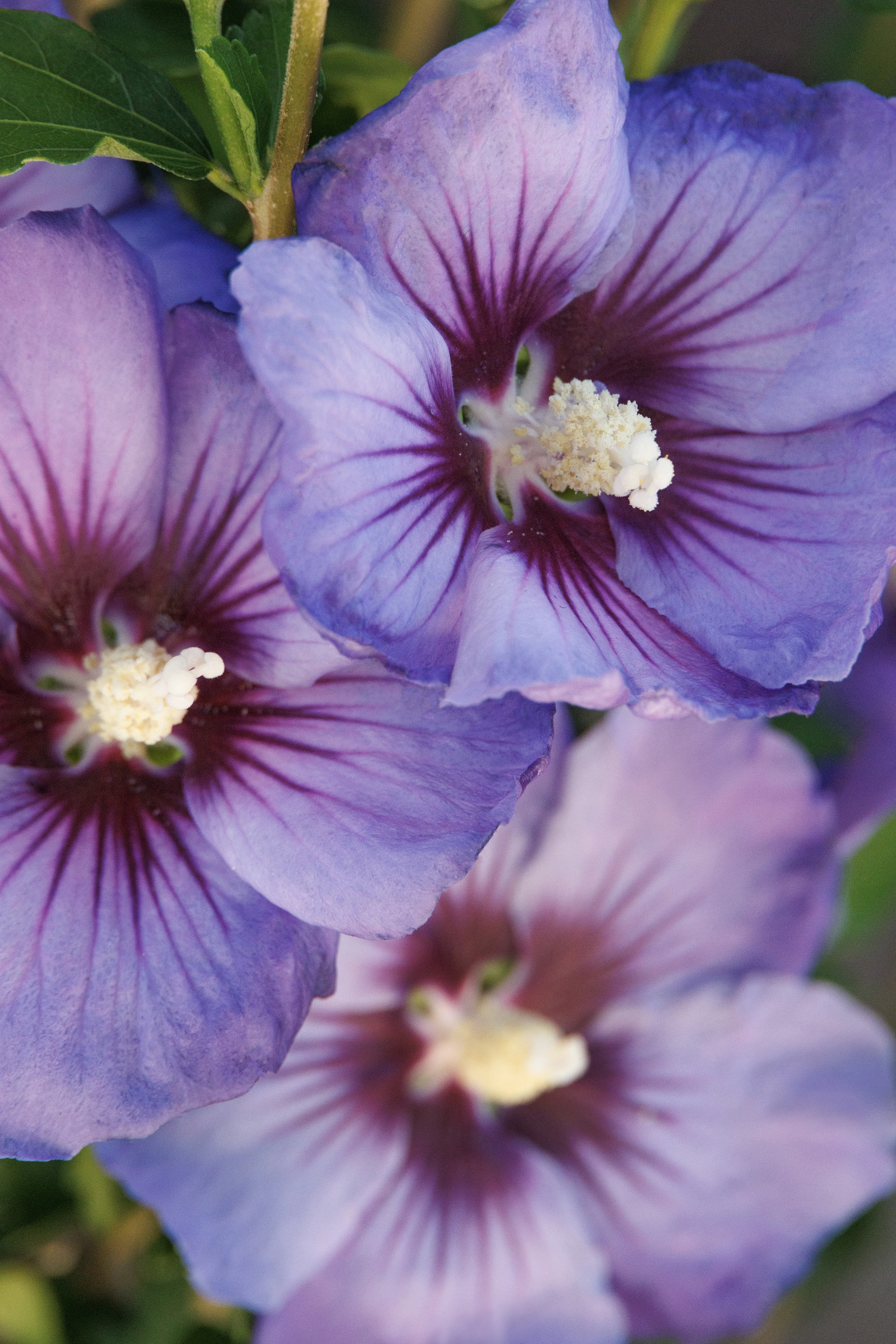 © Monrovia by Doreen Wynja