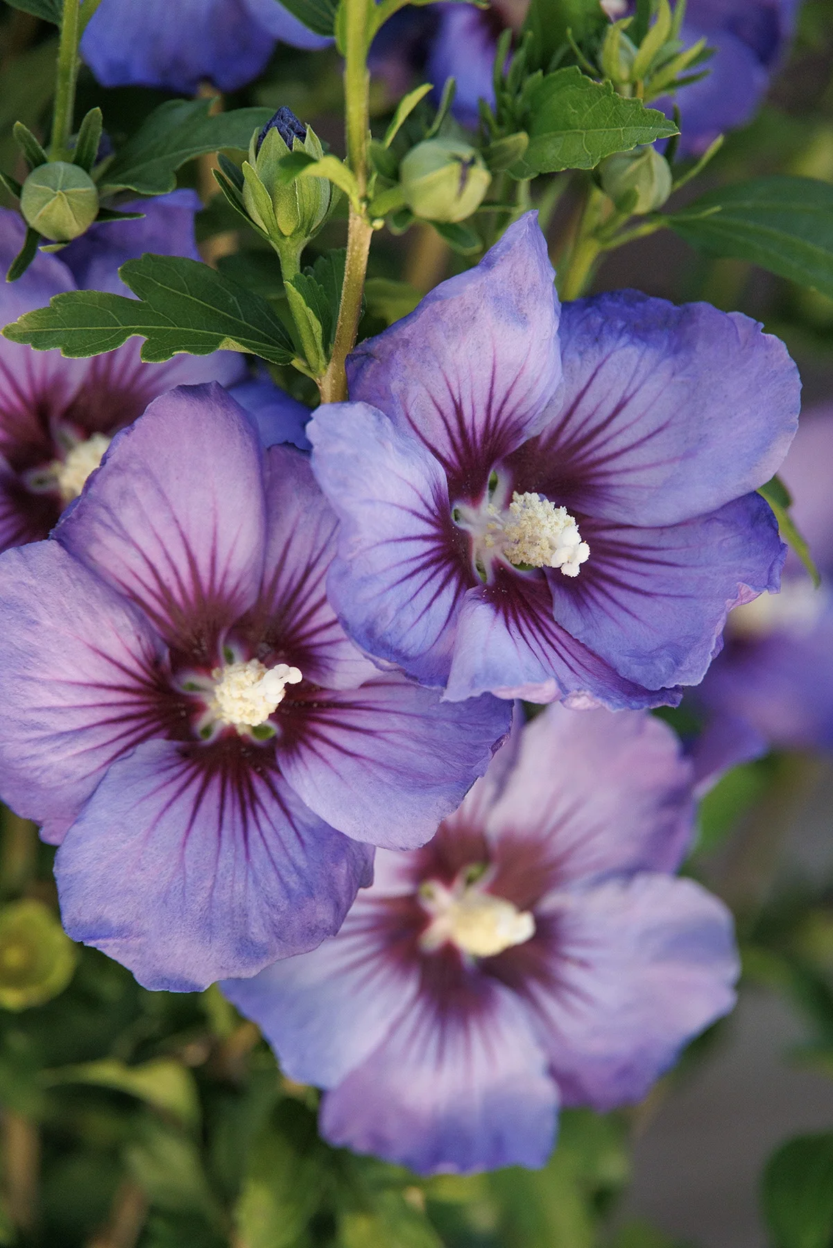 © Monrovia by Doreen Wynja