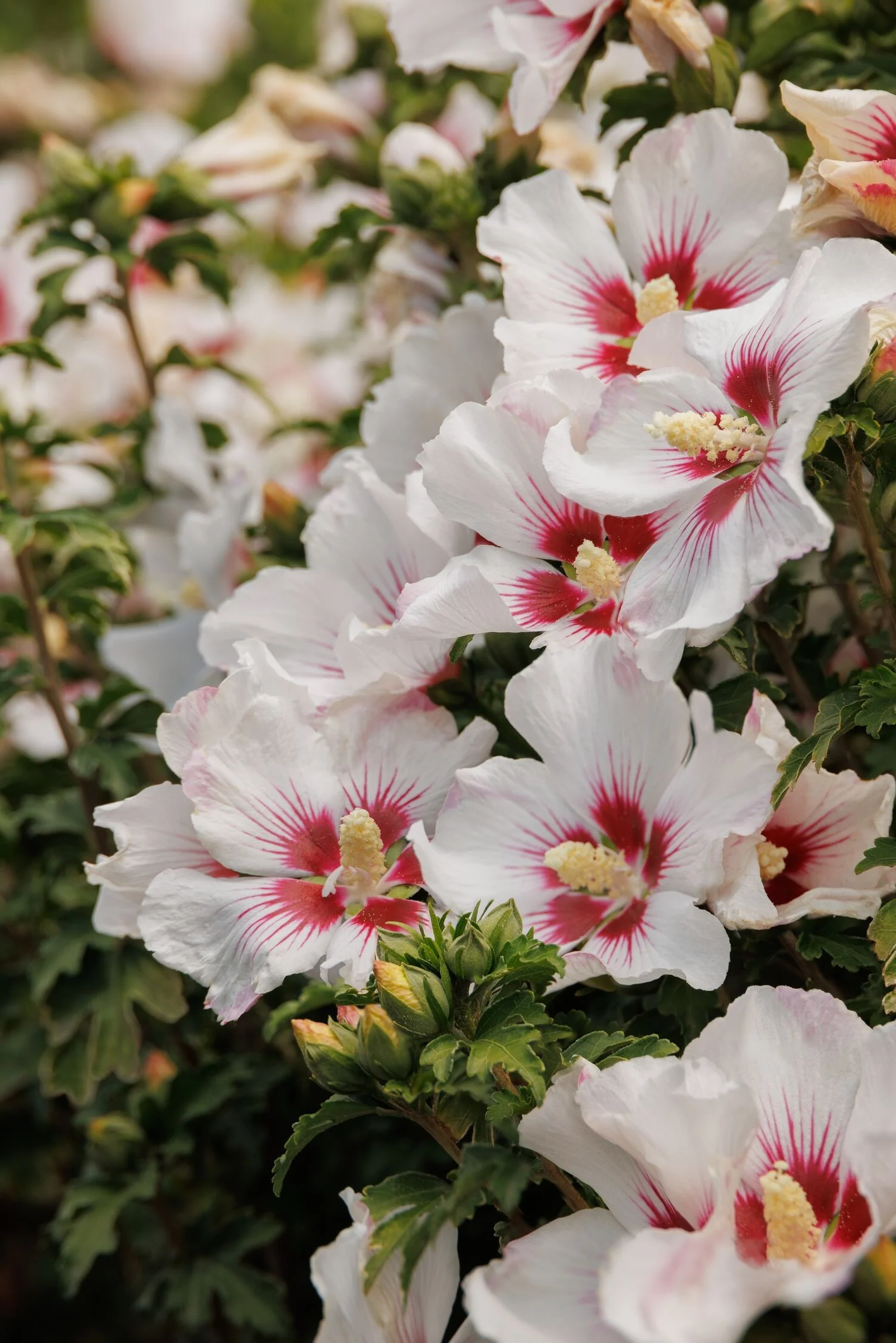 © Monrovia by Doreen Wynja