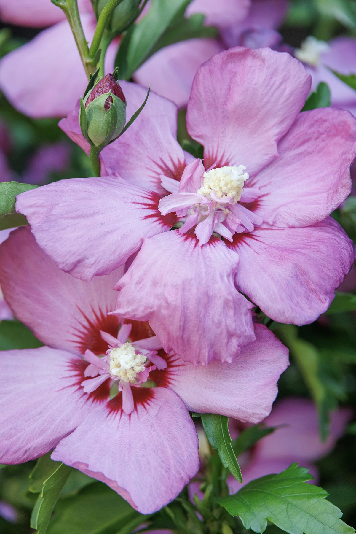 © Monrovia by Doreen Wynja