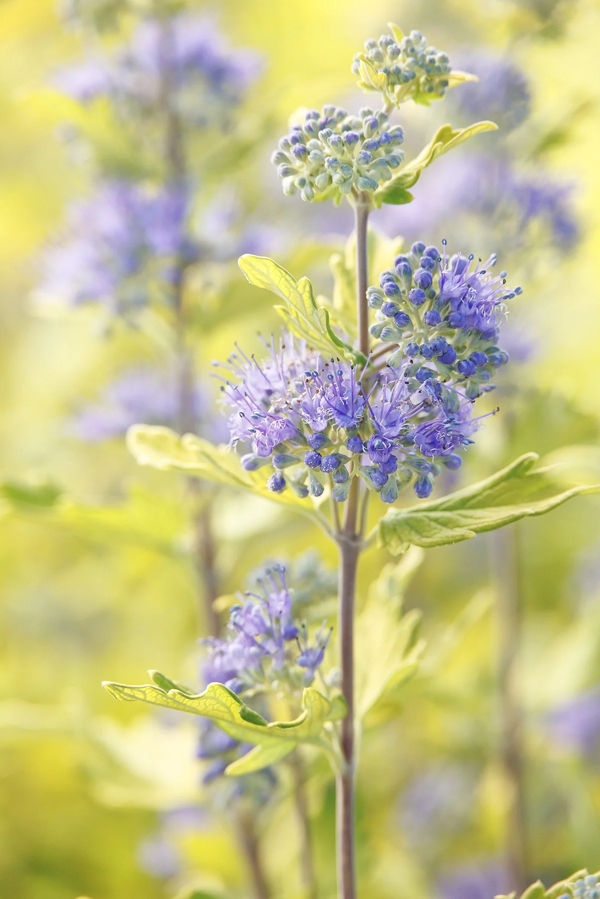 © Monrovia by Doreen Wynja