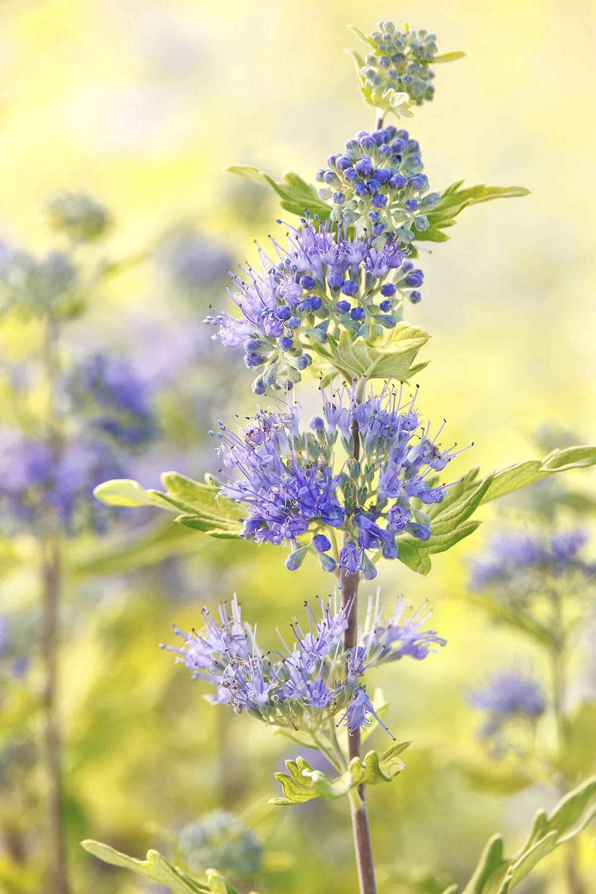 © Monrovia by Doreen Wynja