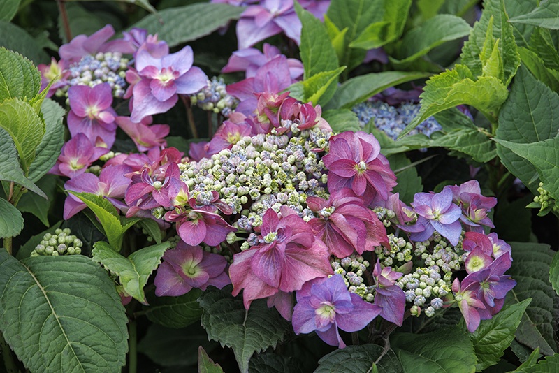 Seaside Serenade® Cape May Hydrangea, Monrovia Plant