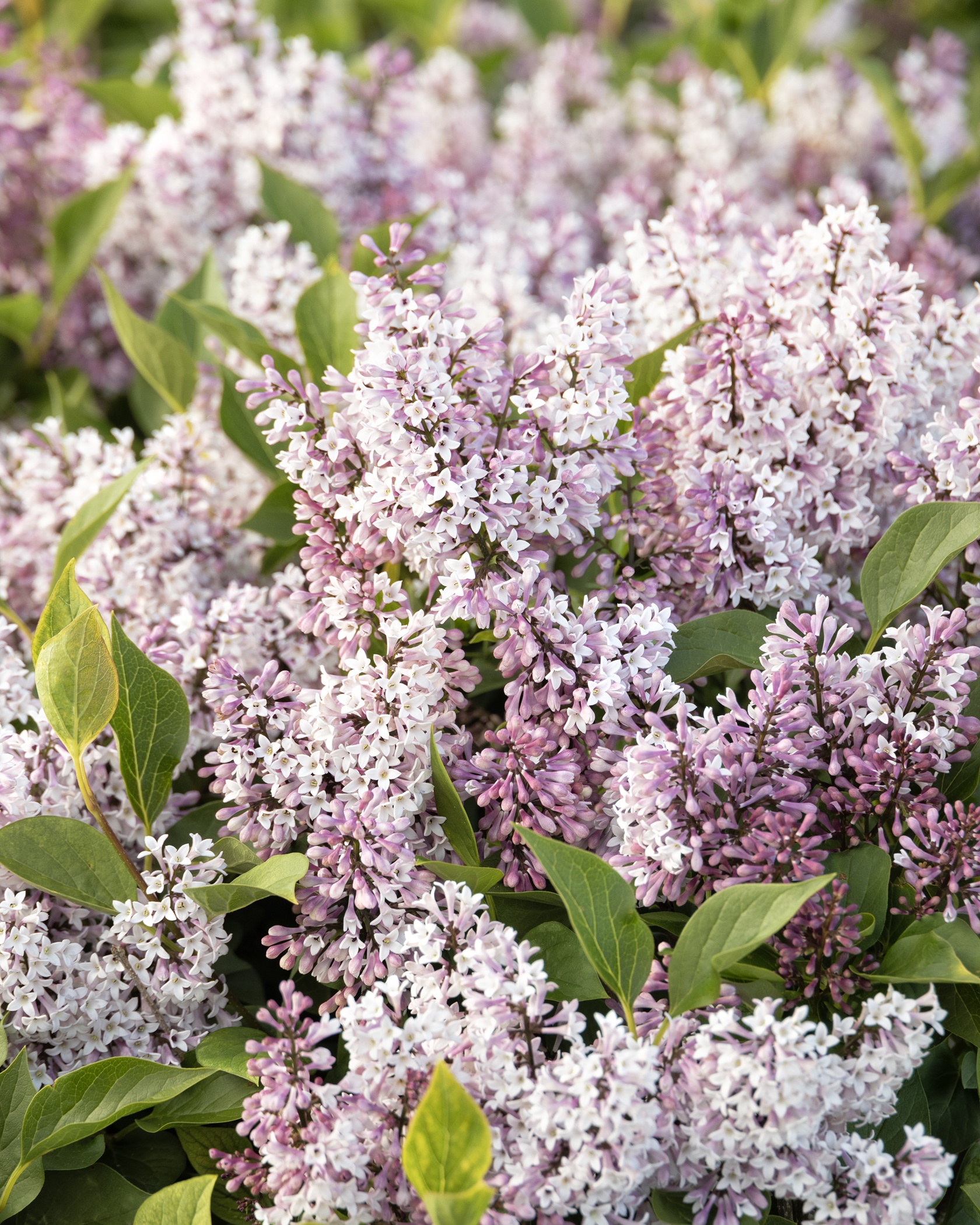 Little Darling® Lilac, Syringa hybrid 'SMSDTL' PP #31,830