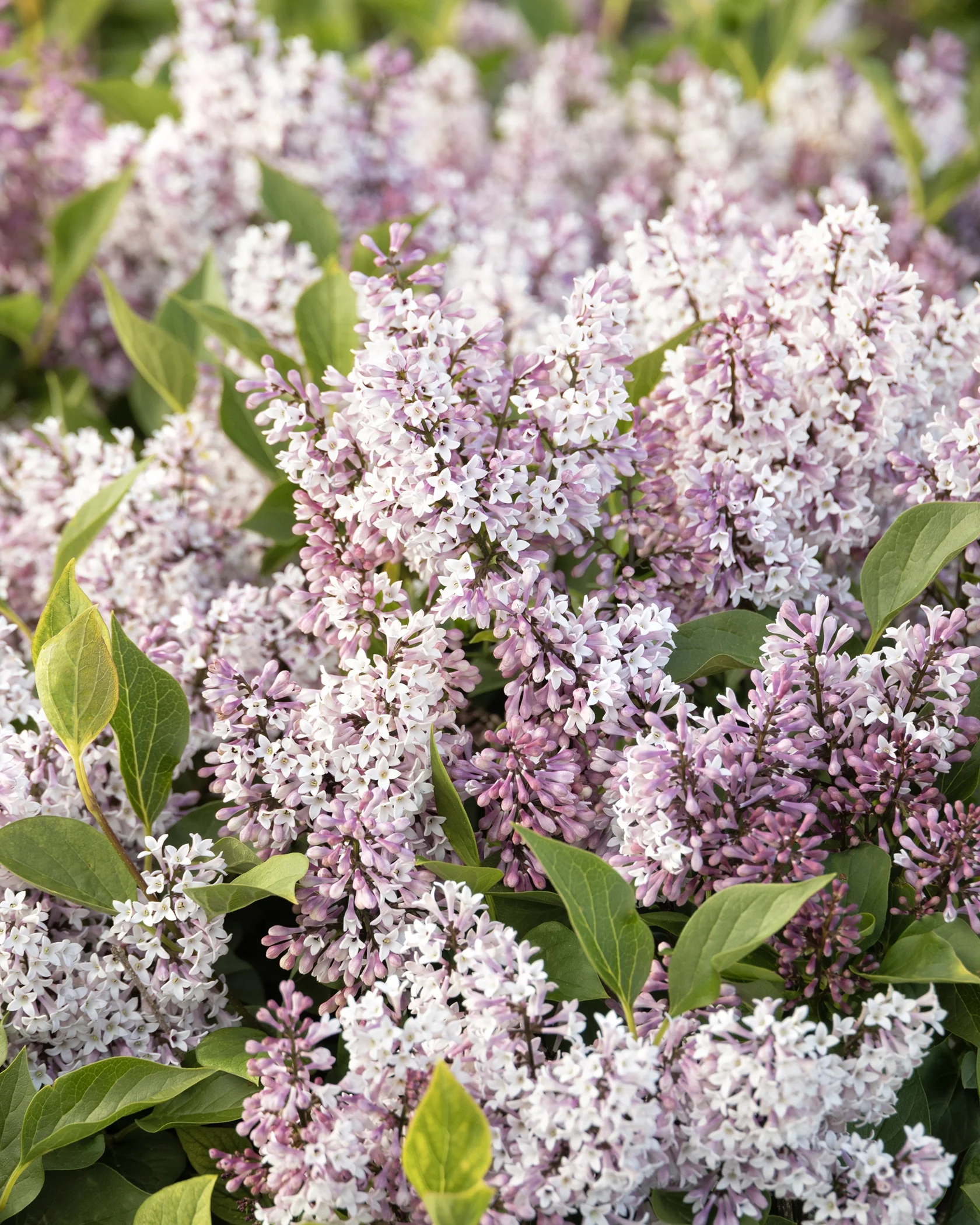 Little Darling® Lilac, Syringa hybrid 'SMSDTL' PP #31,830