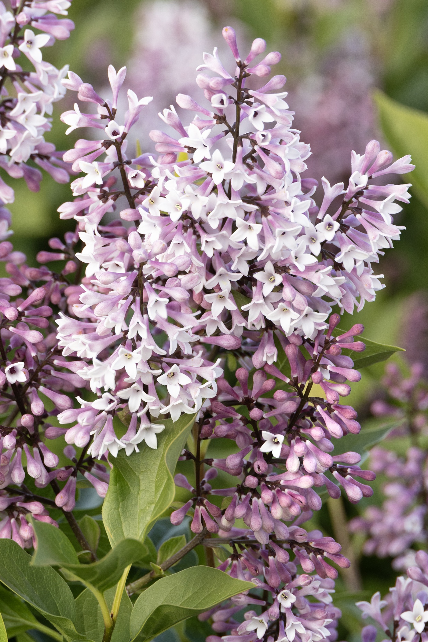 Little Darling® Lilac, Syringa hybrid 'SMSDTL' PP #31,830