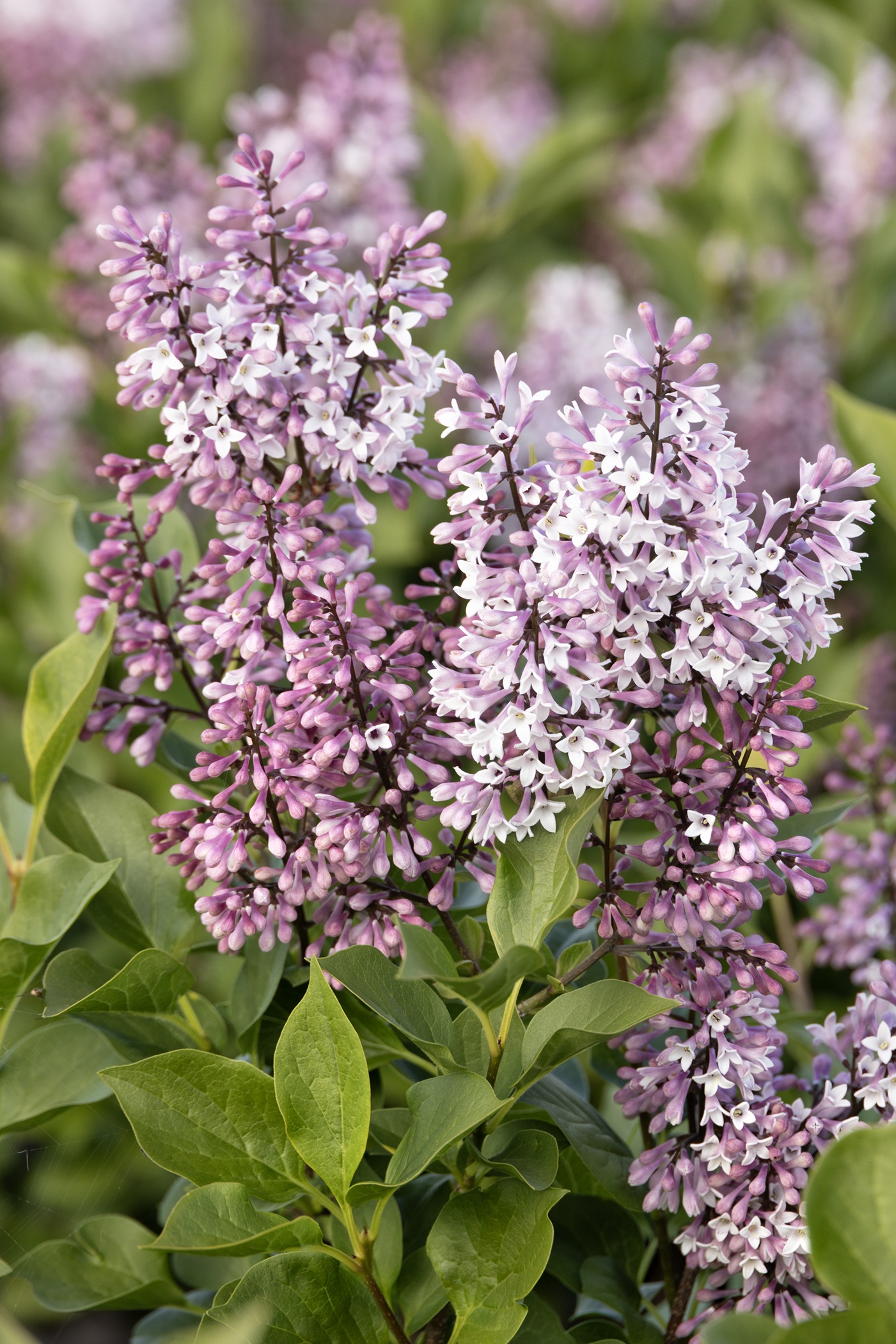 Little Darling® Lilac, Syringa hybrid 'SMSDTL' PP #31,830