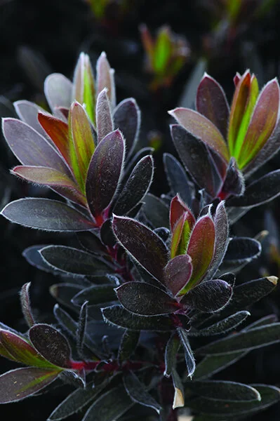 Ebony Conebush, Leucadendron salignum x laureolum 'Ebony' PP #23,258