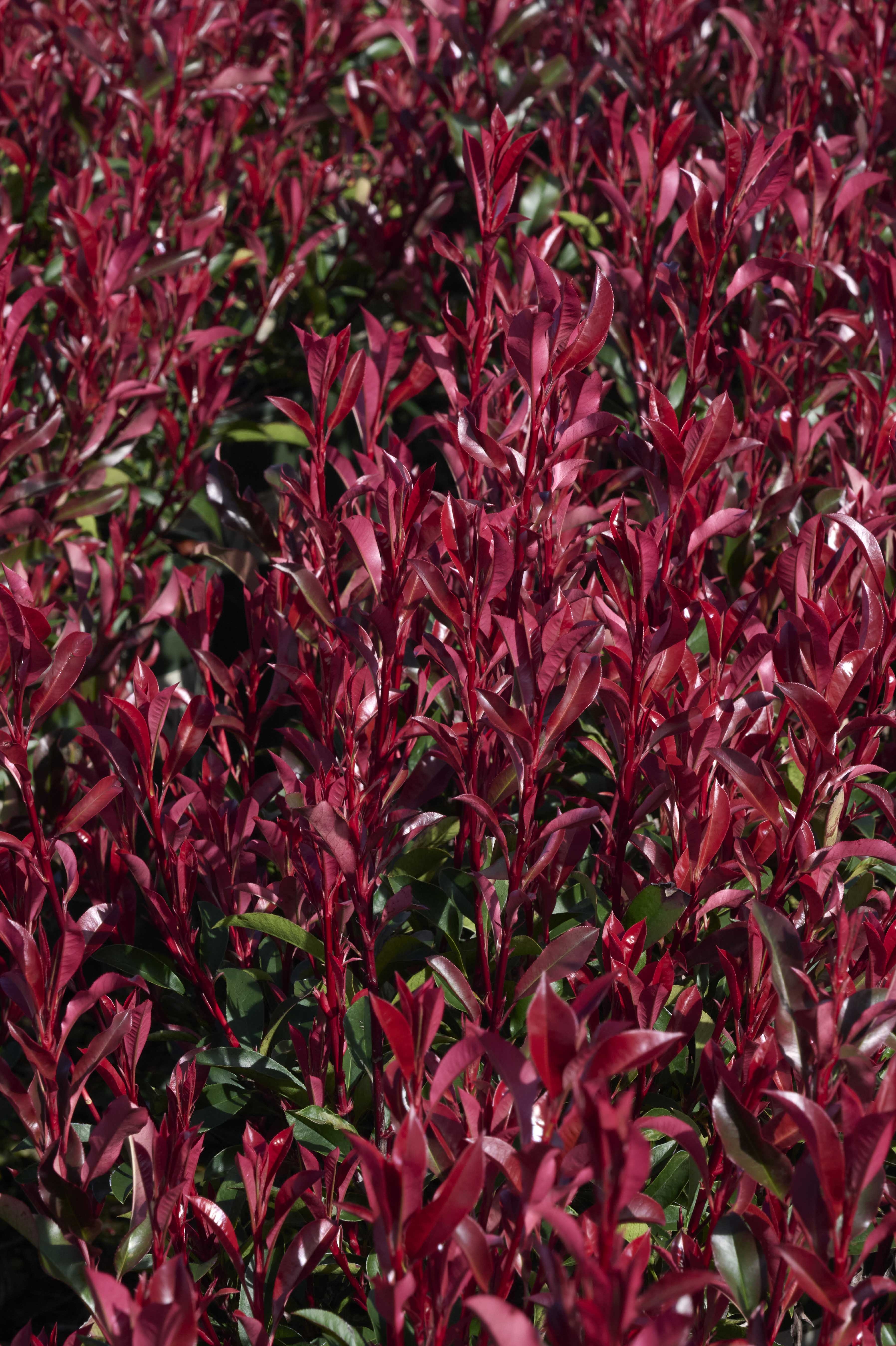 Red Dynamo Photinia, Photinia glabra 'Parsur' PP #19,390, Monrovia Plant