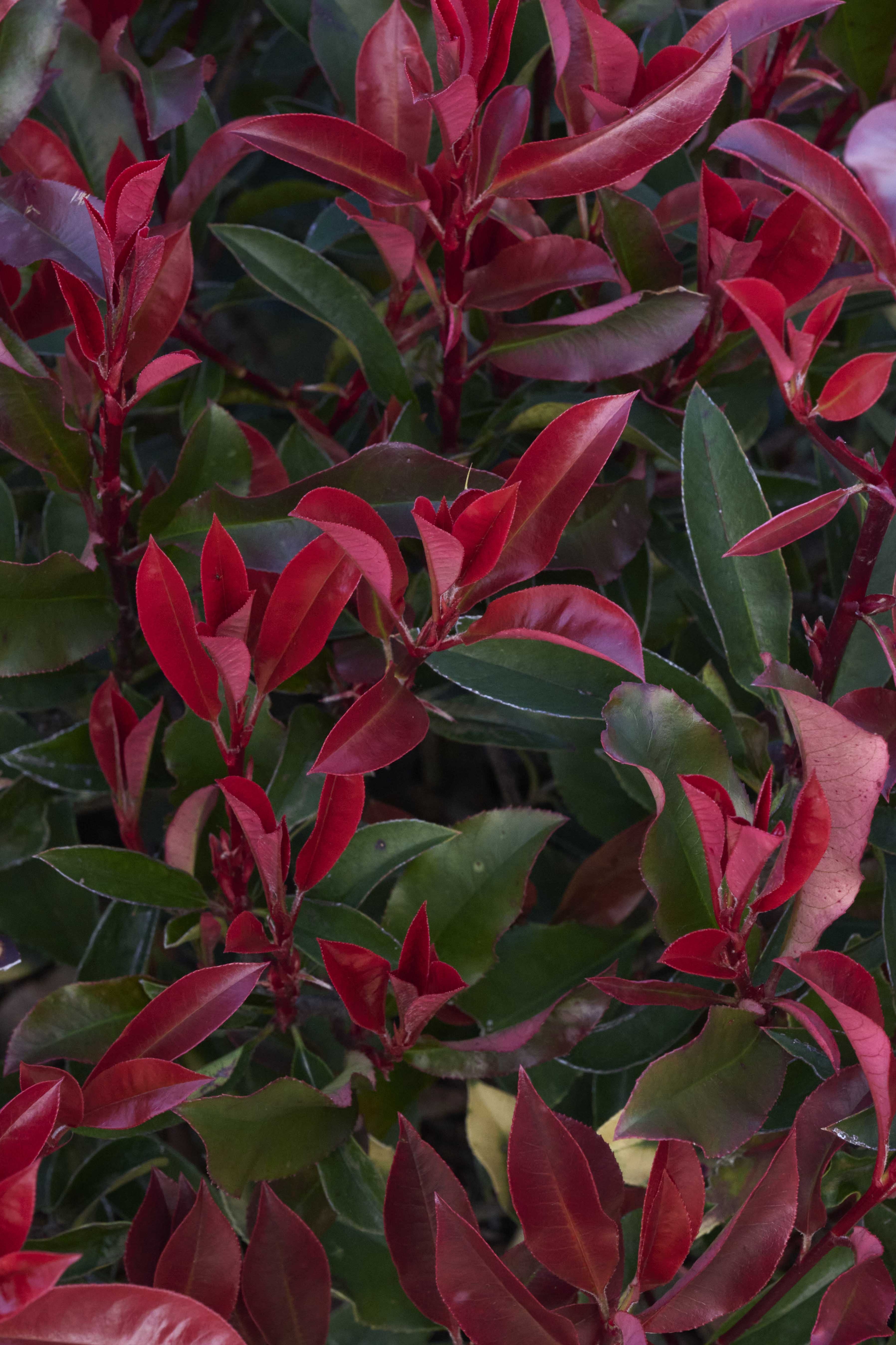 plants are purple deo deo: lemon & lime main image 0