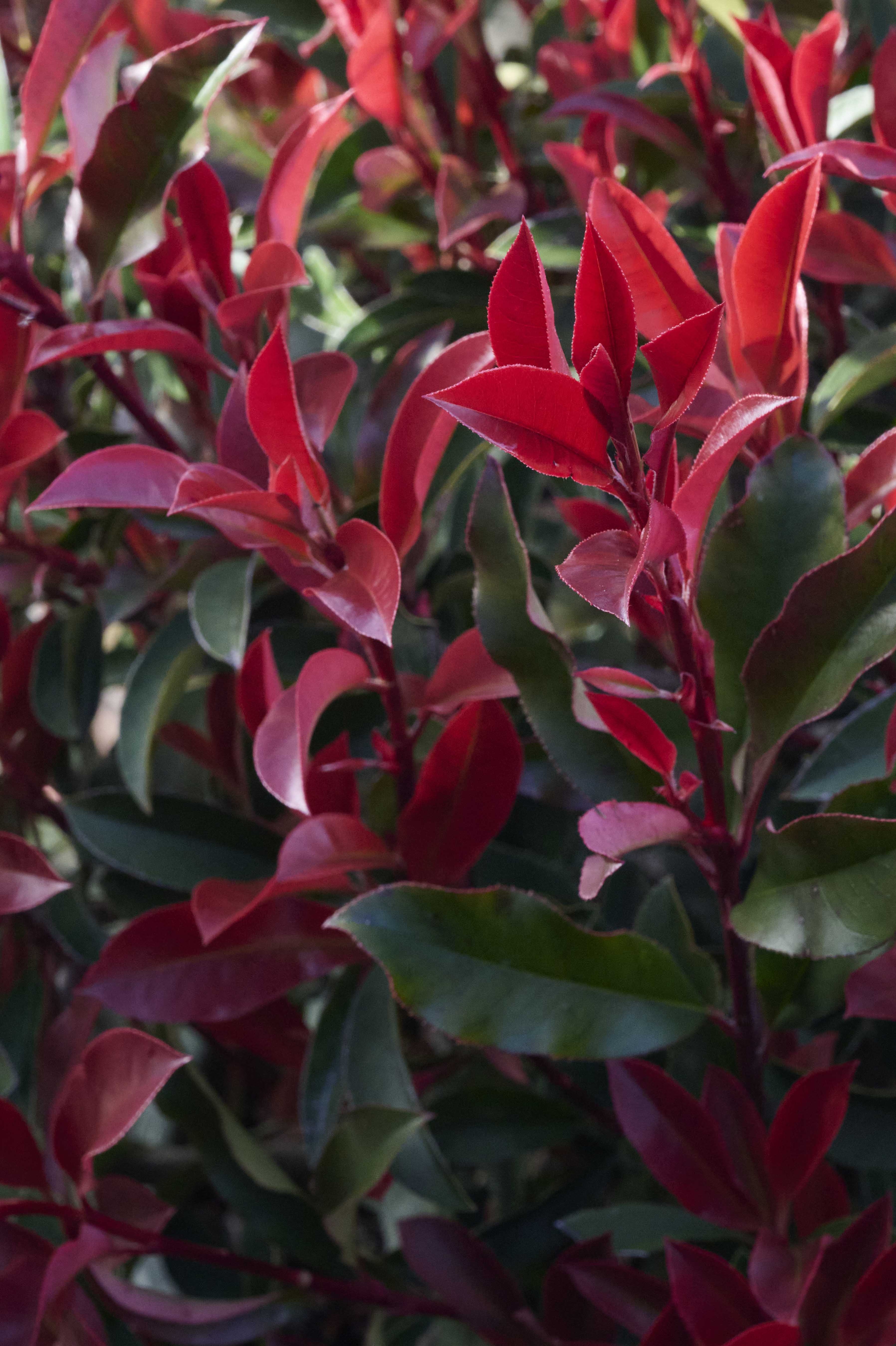 philodendron bedeutung Philodendron Brandtianum – Foliage Dreams