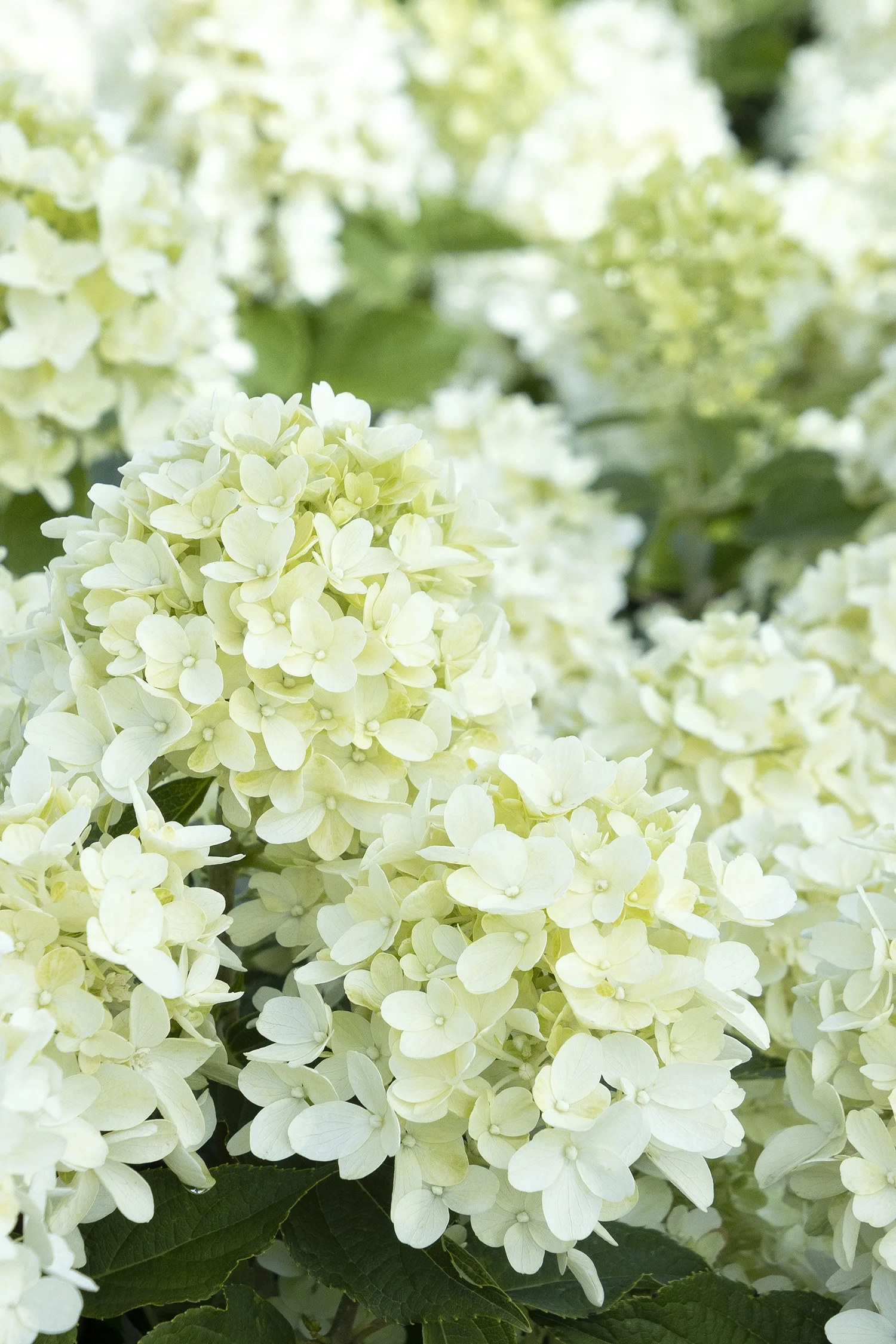 ©Monrovia by Doreen Wynja