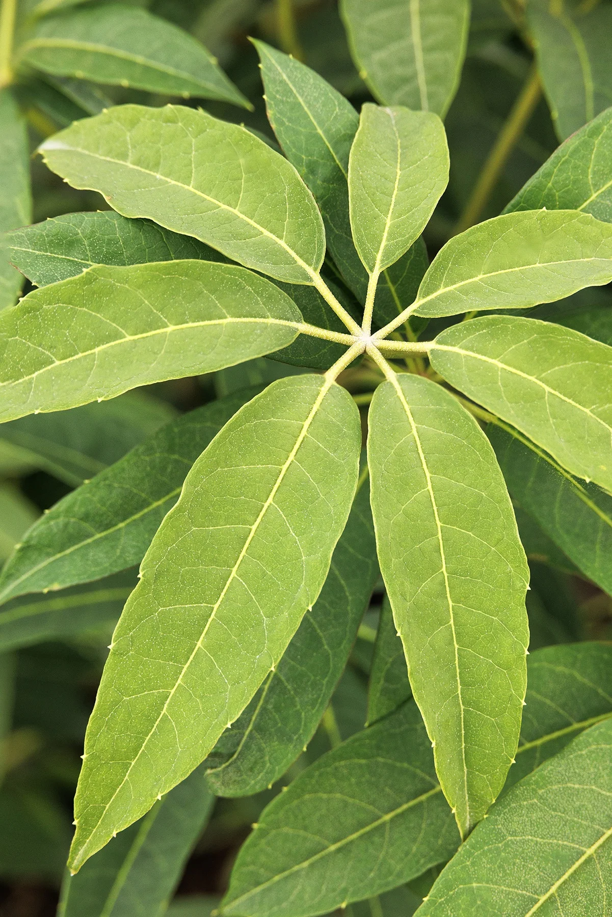 ©Monrovia, by Doreen Wynja