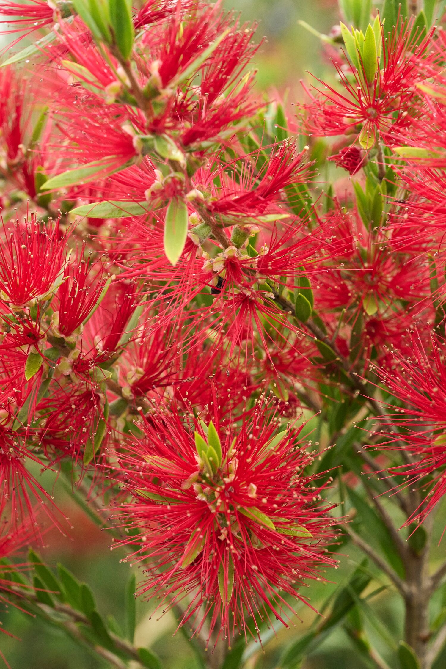 Slim Bottlebrush, Callistemon viminalis 'CV01' PP #24,444