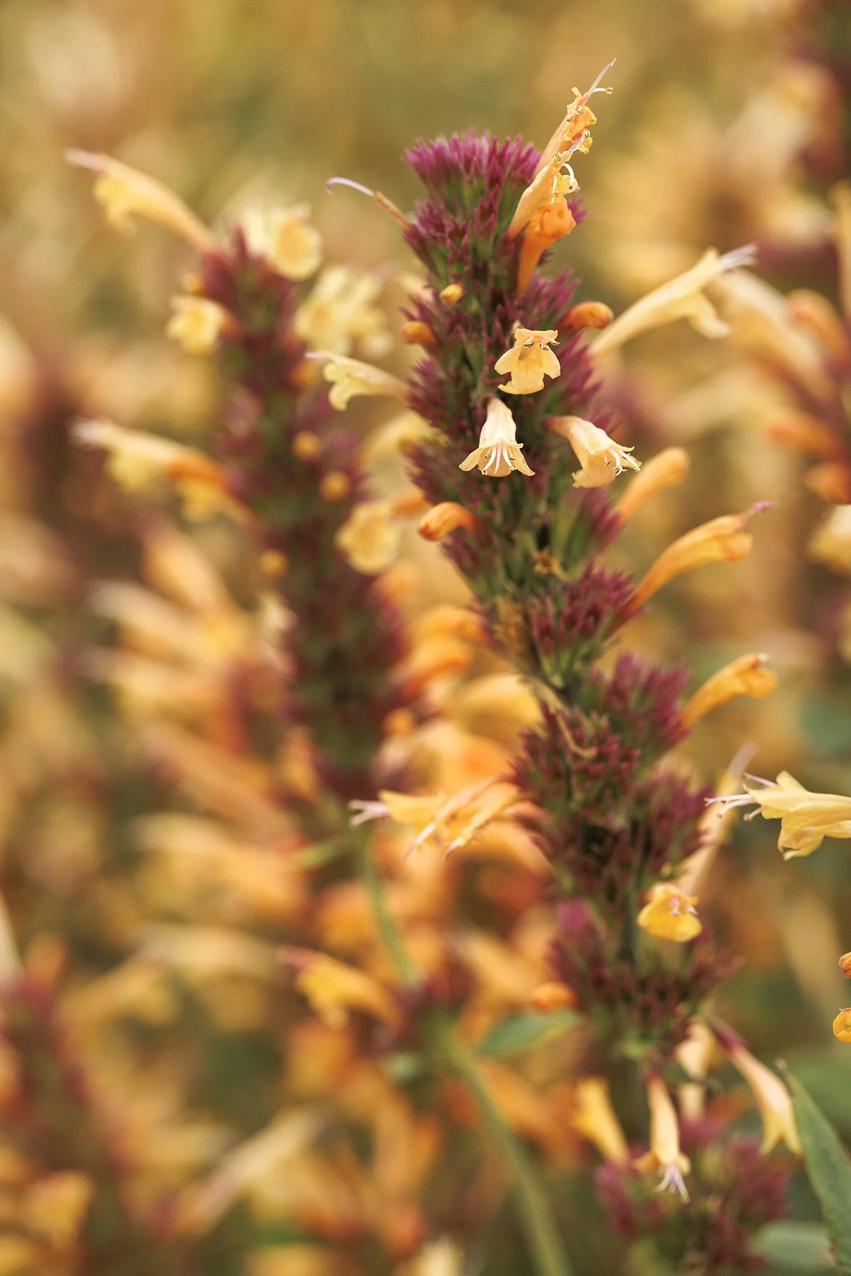 © Monrovia by Doreen Wynja