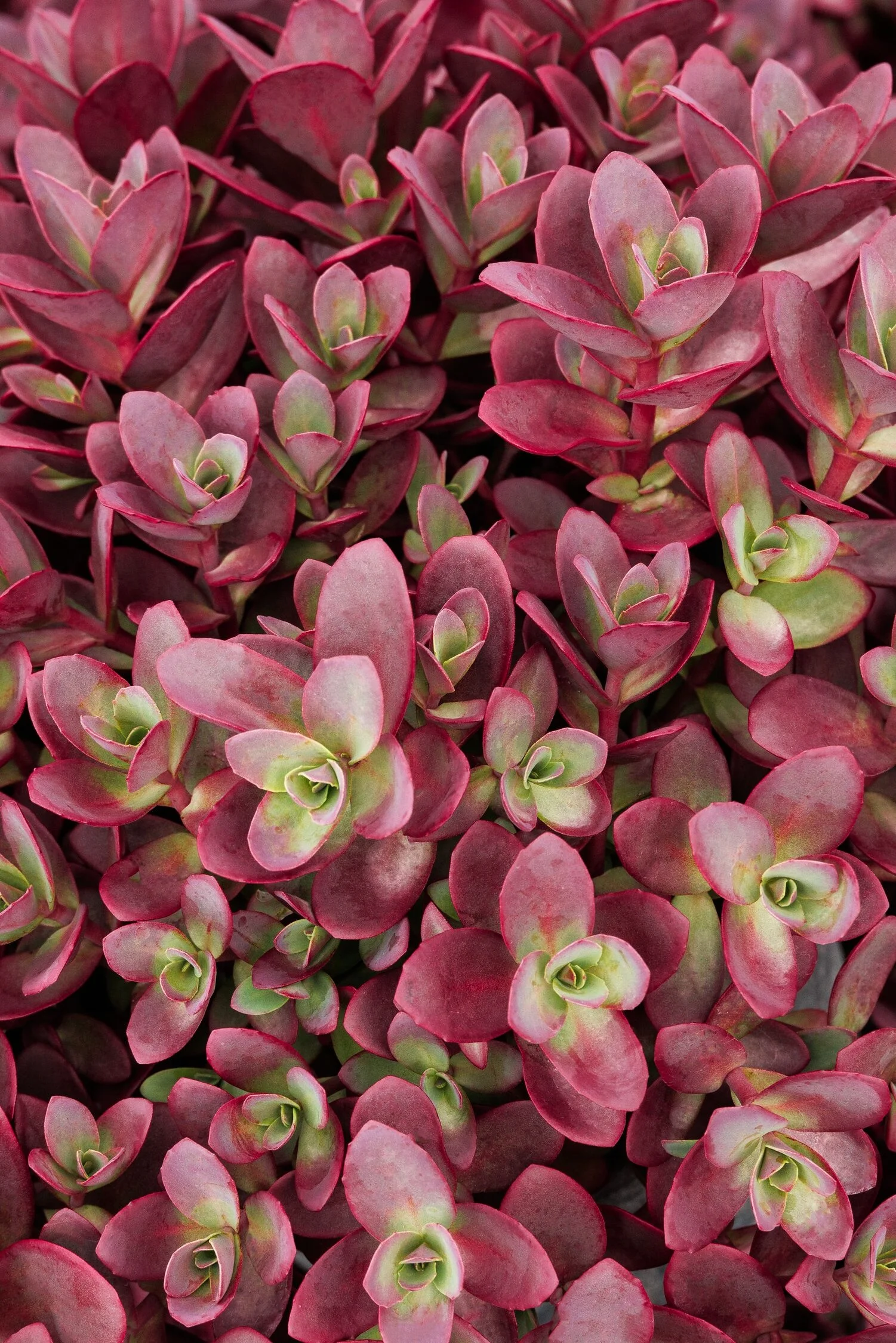 © Monrovia by Doreen Wynja