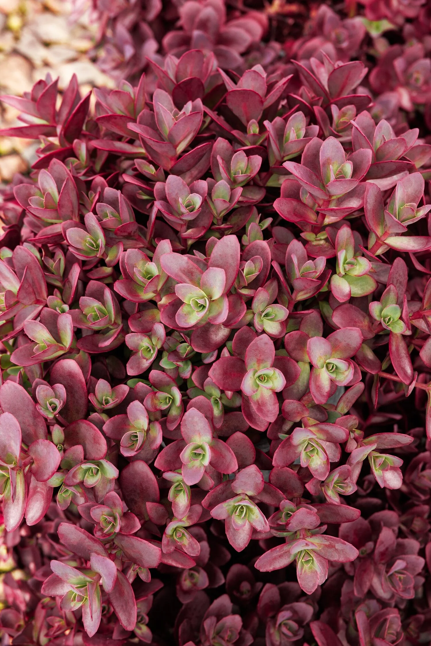 © Monrovia by Doreen Wynja