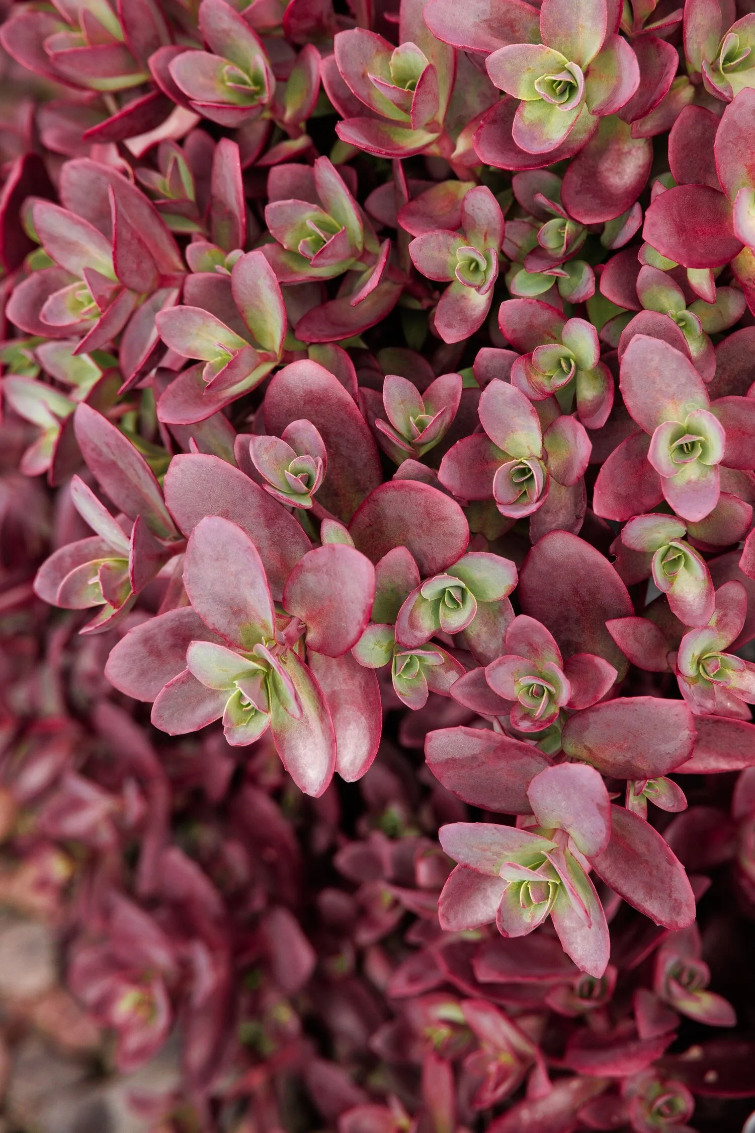 © Monrovia by Doreen Wynja