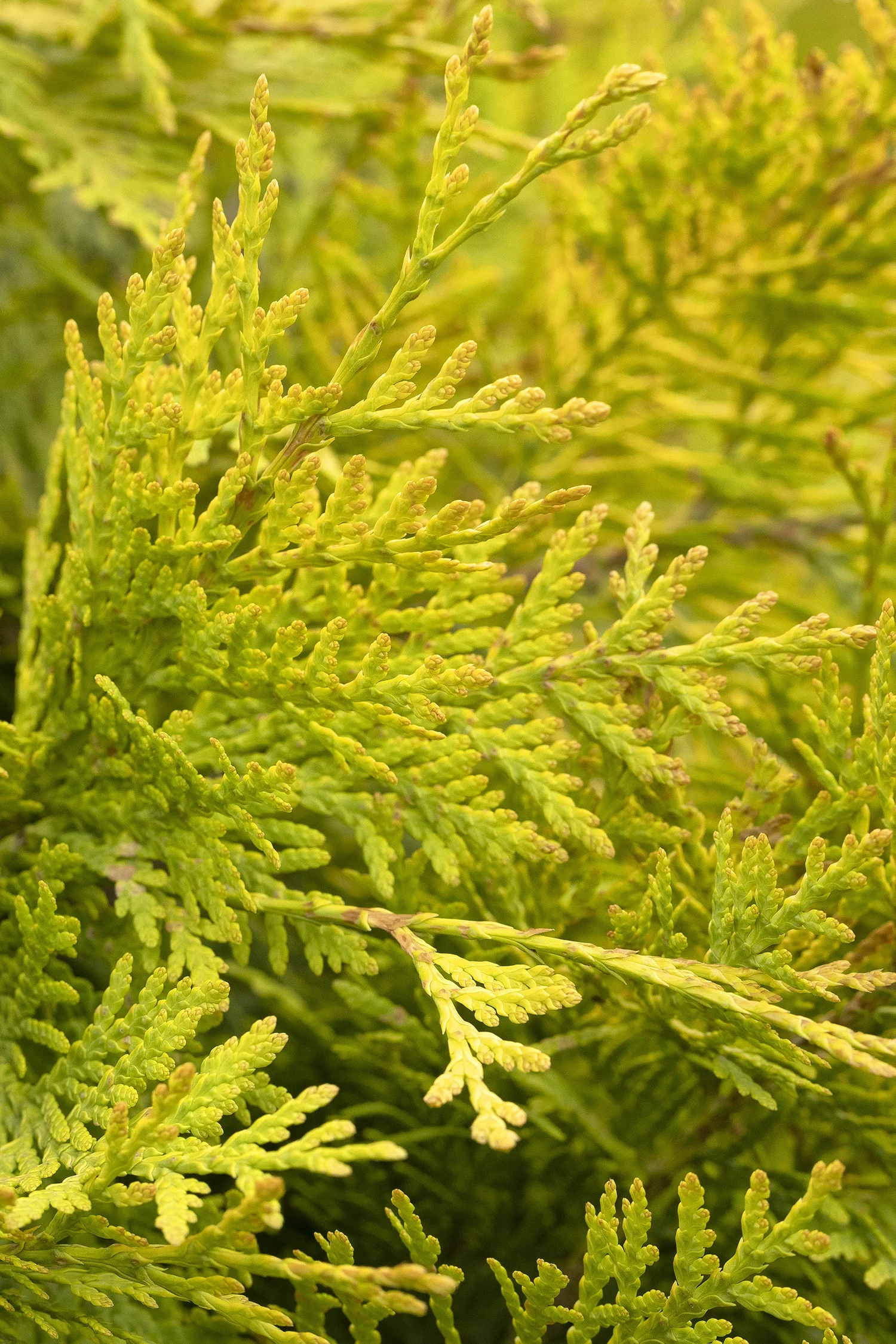 ©Monrovia by Doreen Wynja 