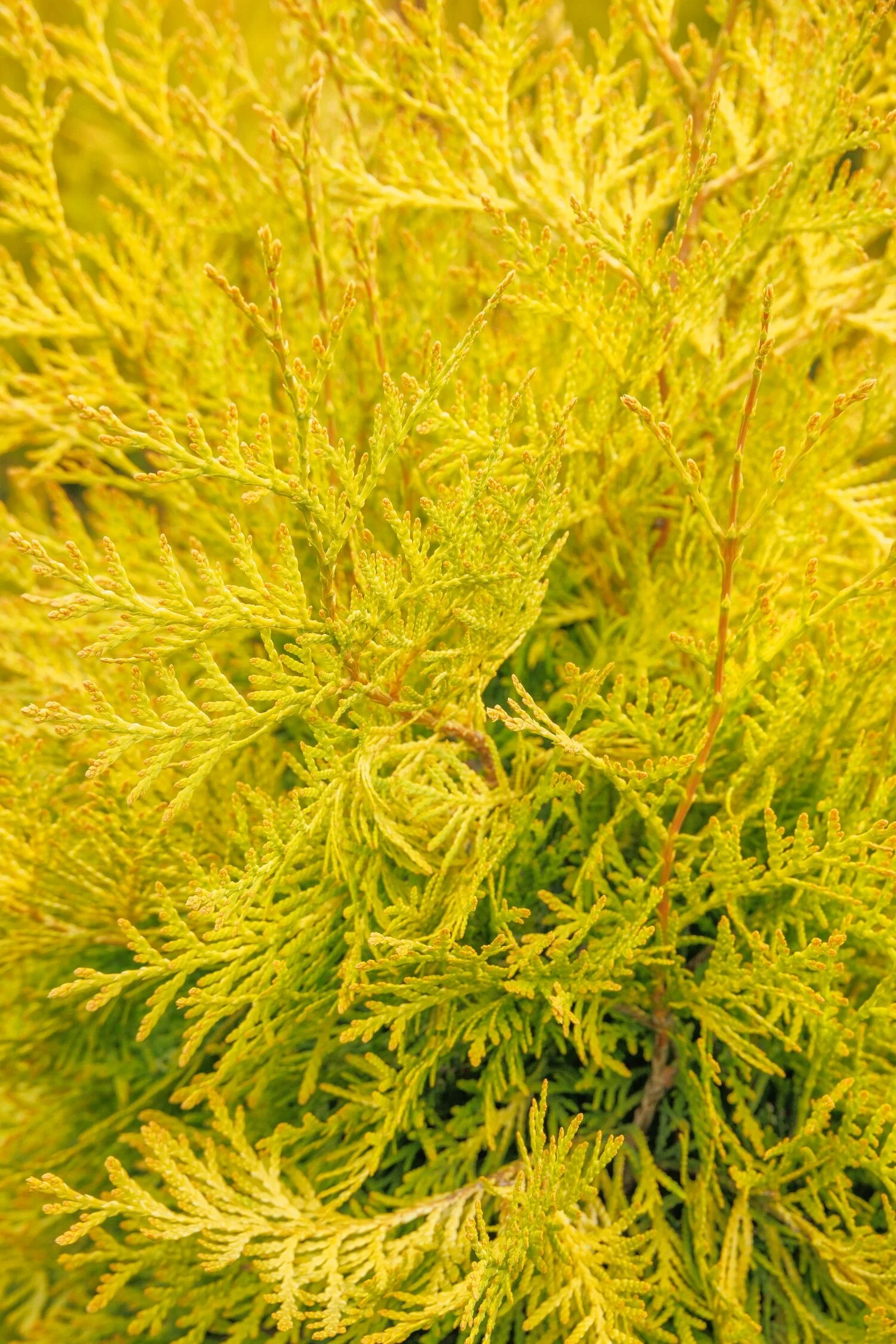 © Monrovia by Doreen Wynja