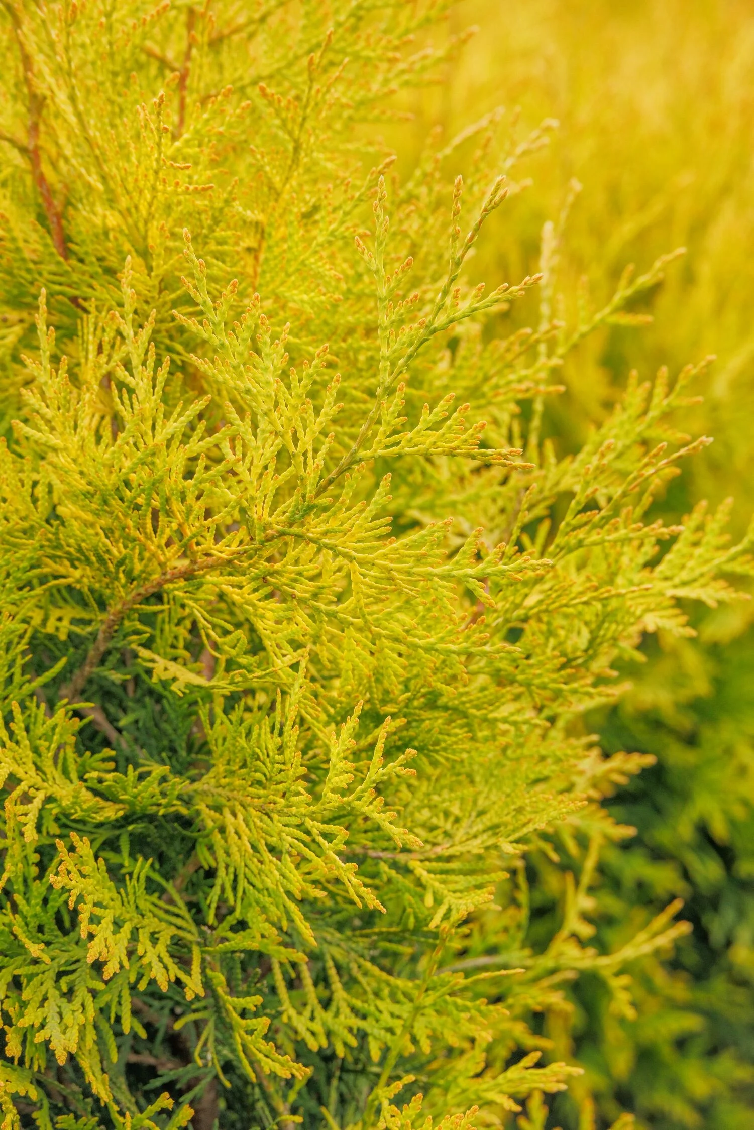 © Monrovia by Doreen Wynja