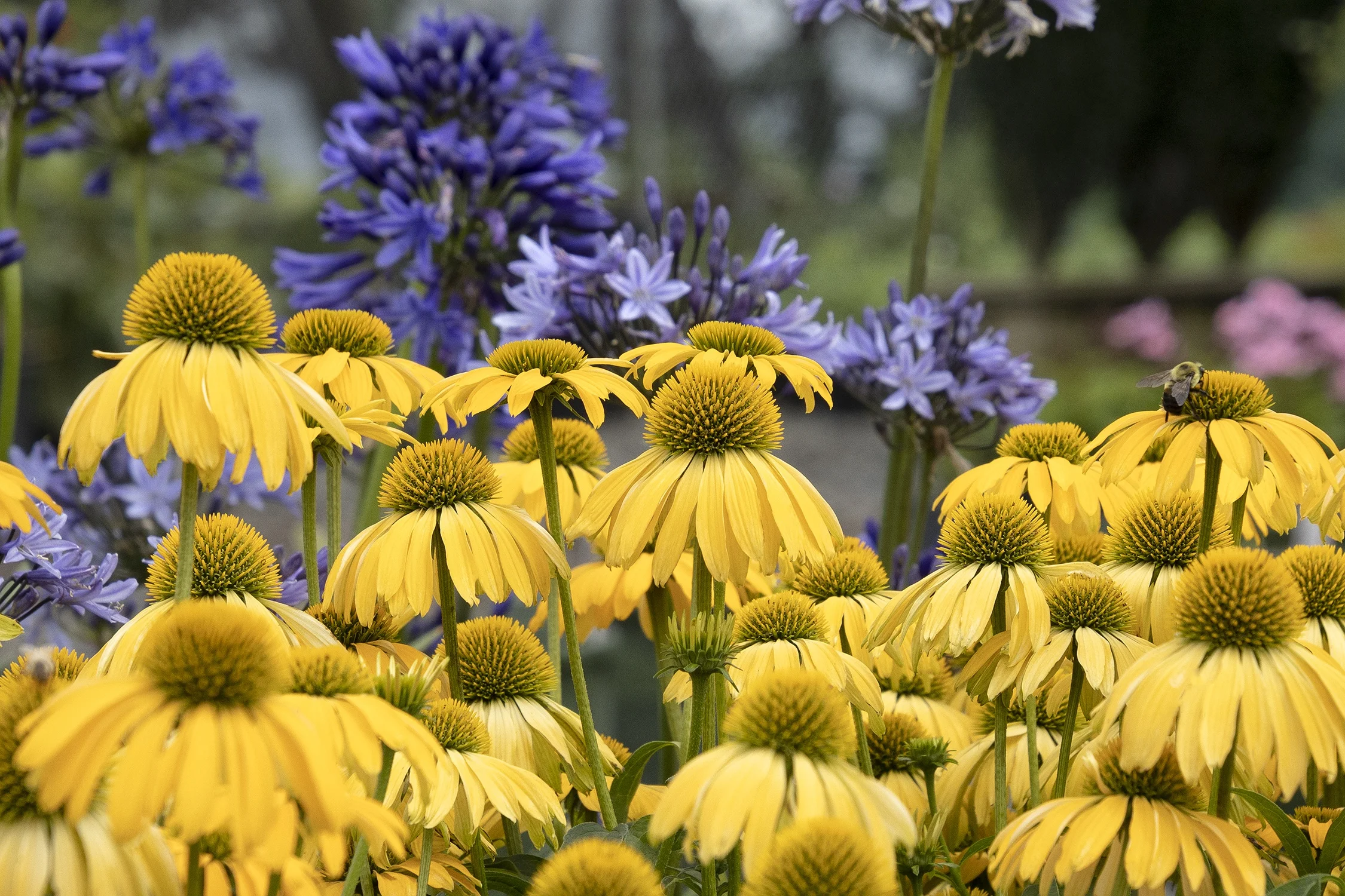 ©Monrovia by Doreen Wynja 