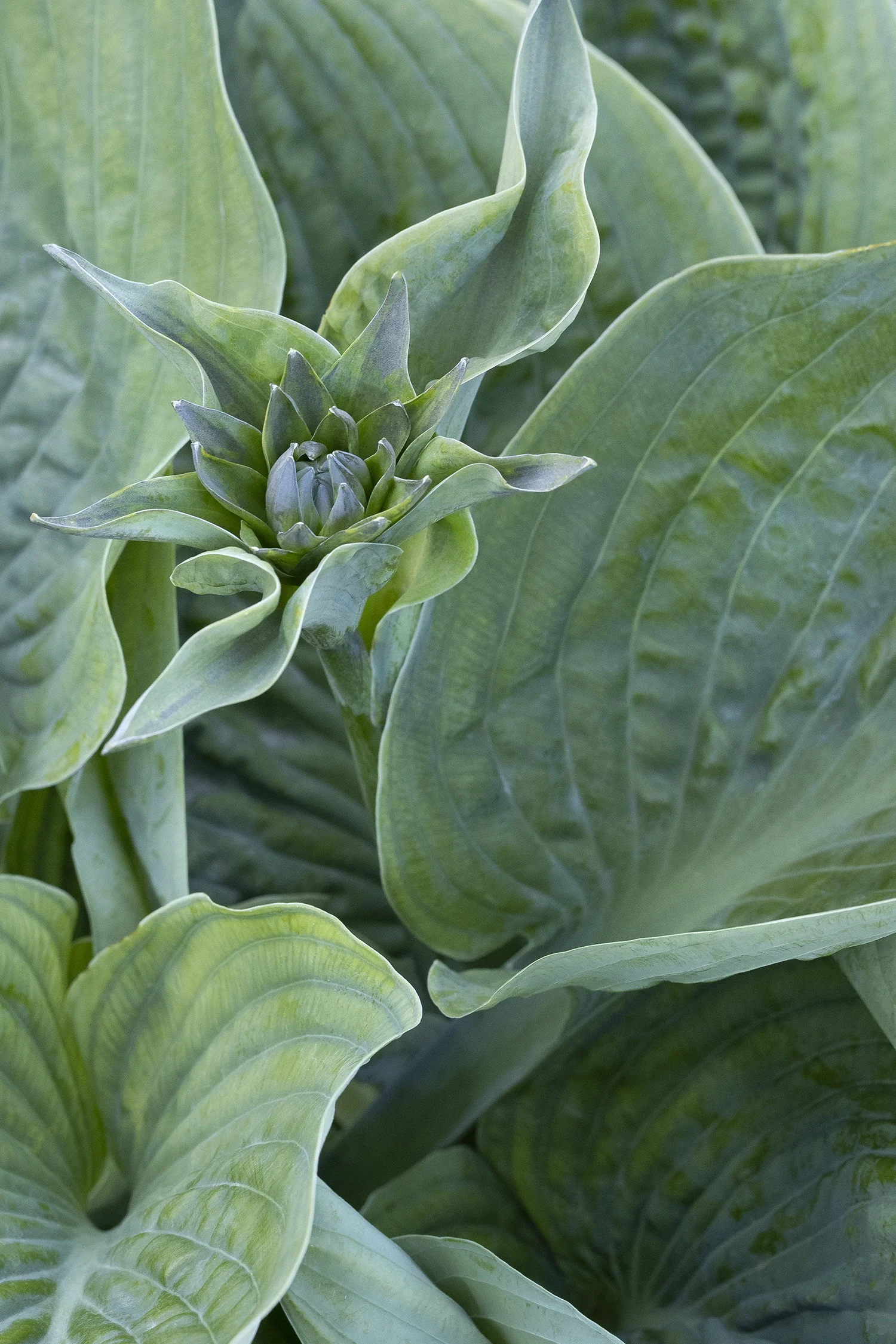 ©Monrovia by Doreen Wynja 