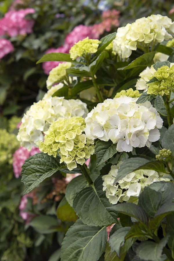 ©Monrovia, by Doreen Wynja