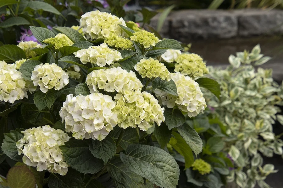 ©Monrovia, by Doreen Wynja