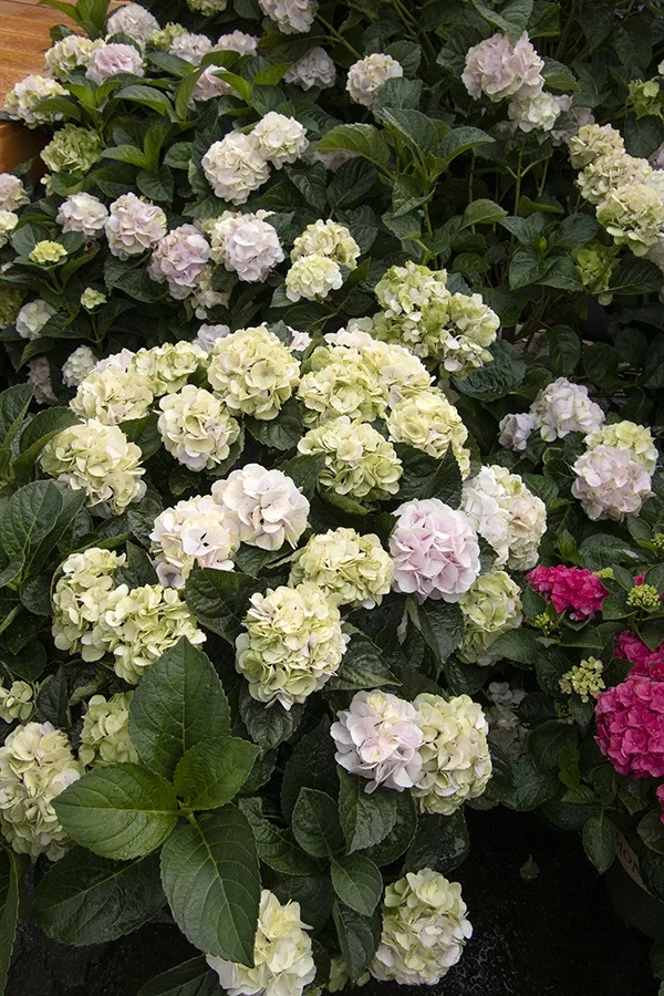 ©Monrovia, by Doreen Wynja