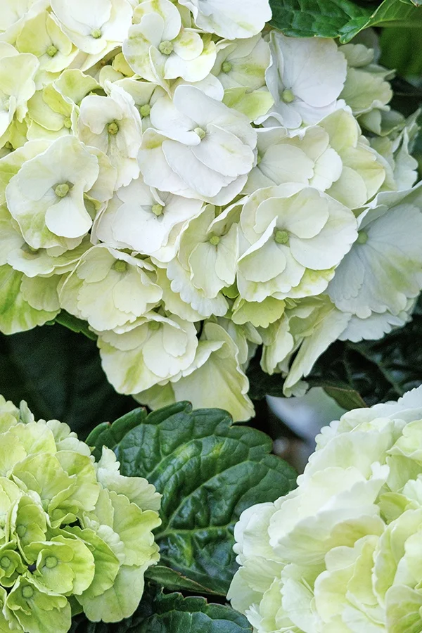 ©Monrovia, by Doreen Wynja