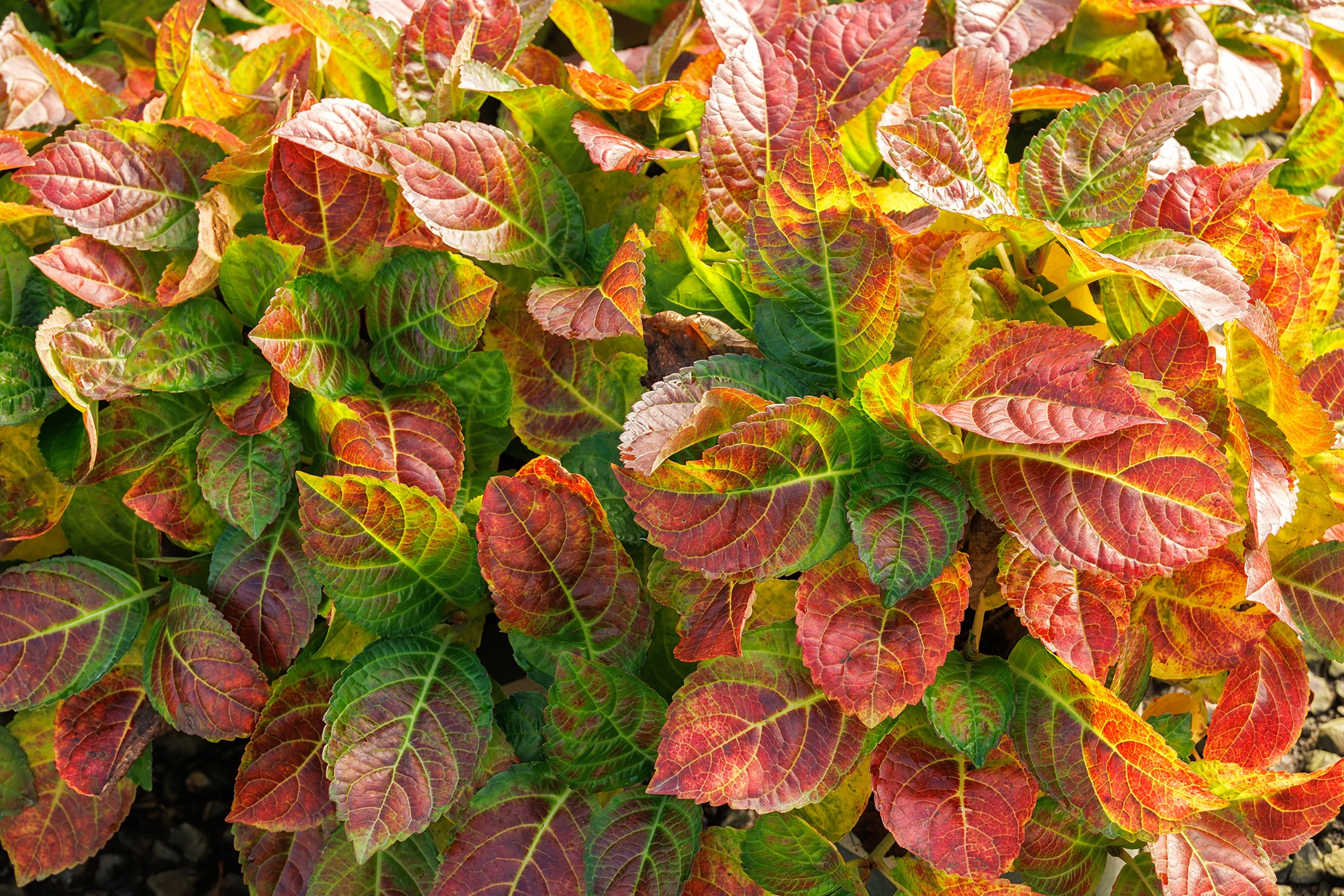 © Monrovia by Doreen Wynja