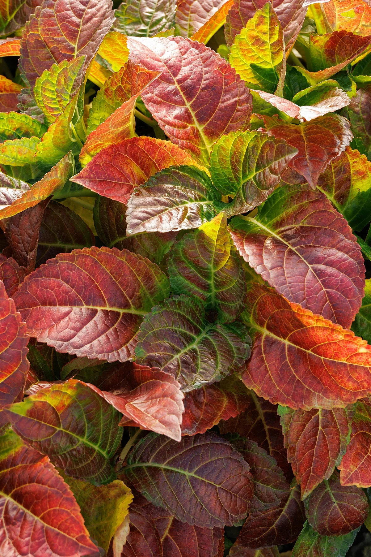 © Monrovia by Doreen Wynja