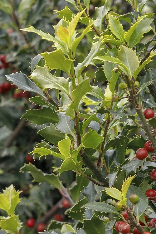 ©Monrovia, by Doreen Wynja