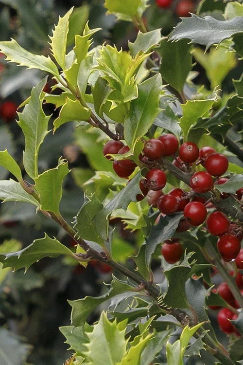 ©Monrovia, by Doreen Wynja