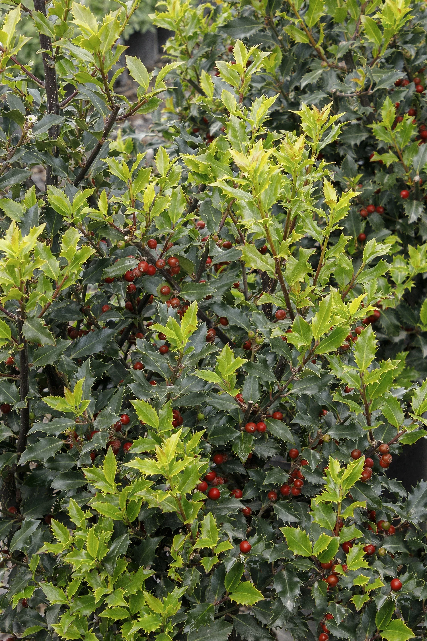 ©Monrovia, by Doreen Wynja