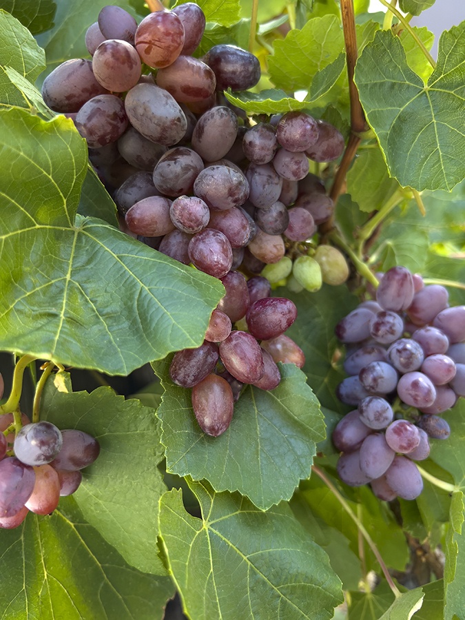 Zestful™ Lollipop Grape, Vitis hybrid 'IFG Twenty-seven' PP #29,963