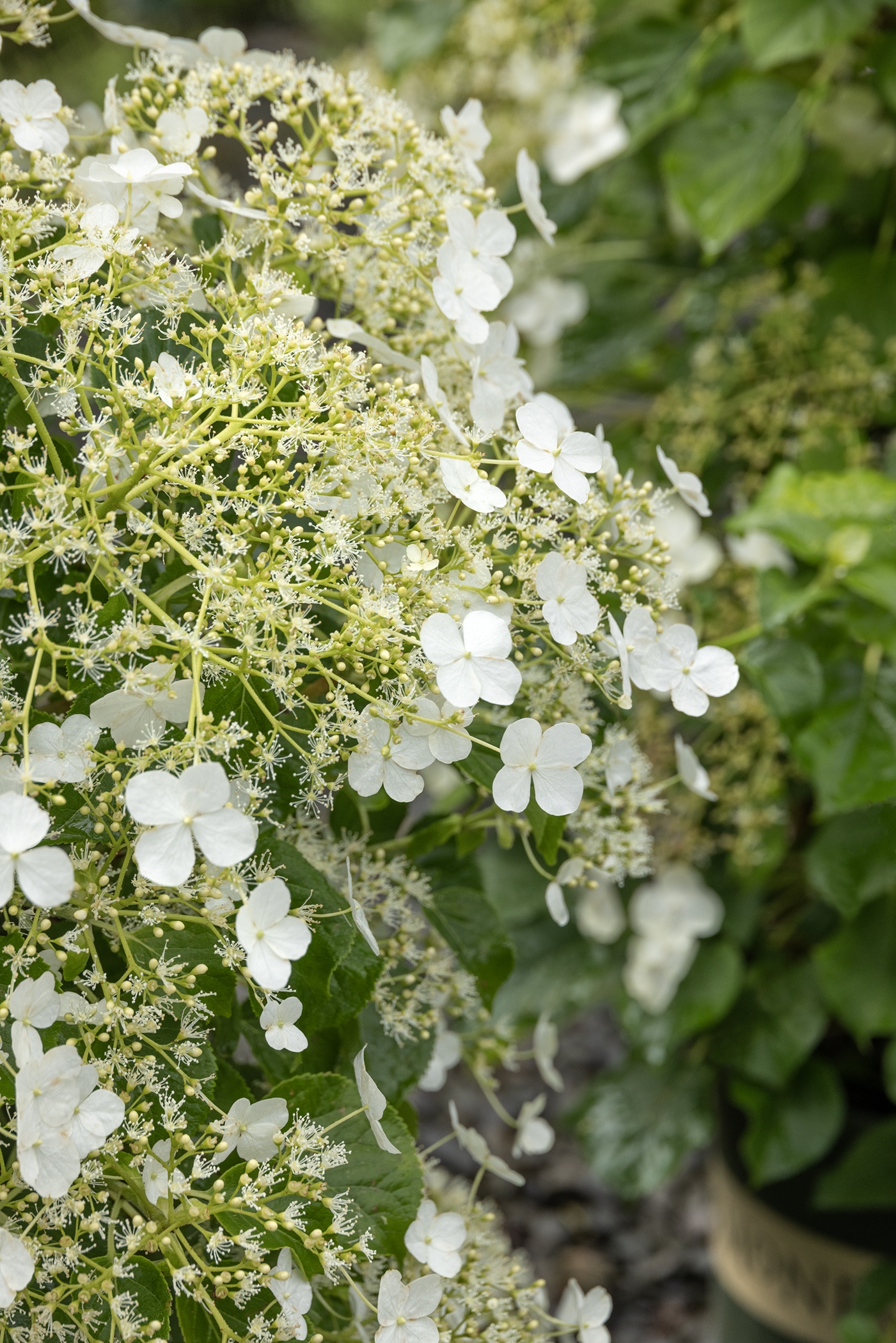 グリーンフラワーアゲート エンハイドロ Climbing Hydrangea, Hydrangea anomala petiolaris, Monrovia Plant