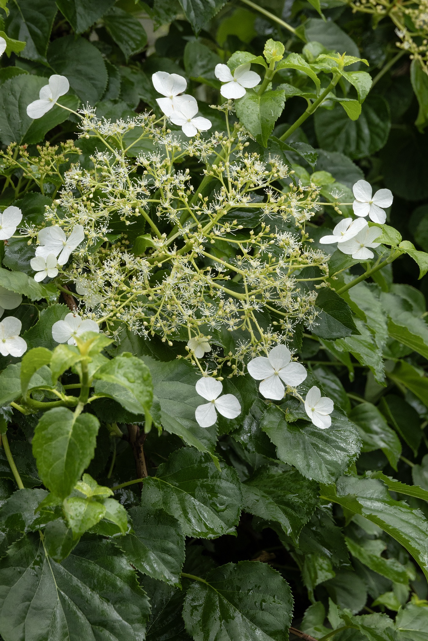 Climbing Hydrangea, Hydrangea anomala petiolaris, Monrovia Plant