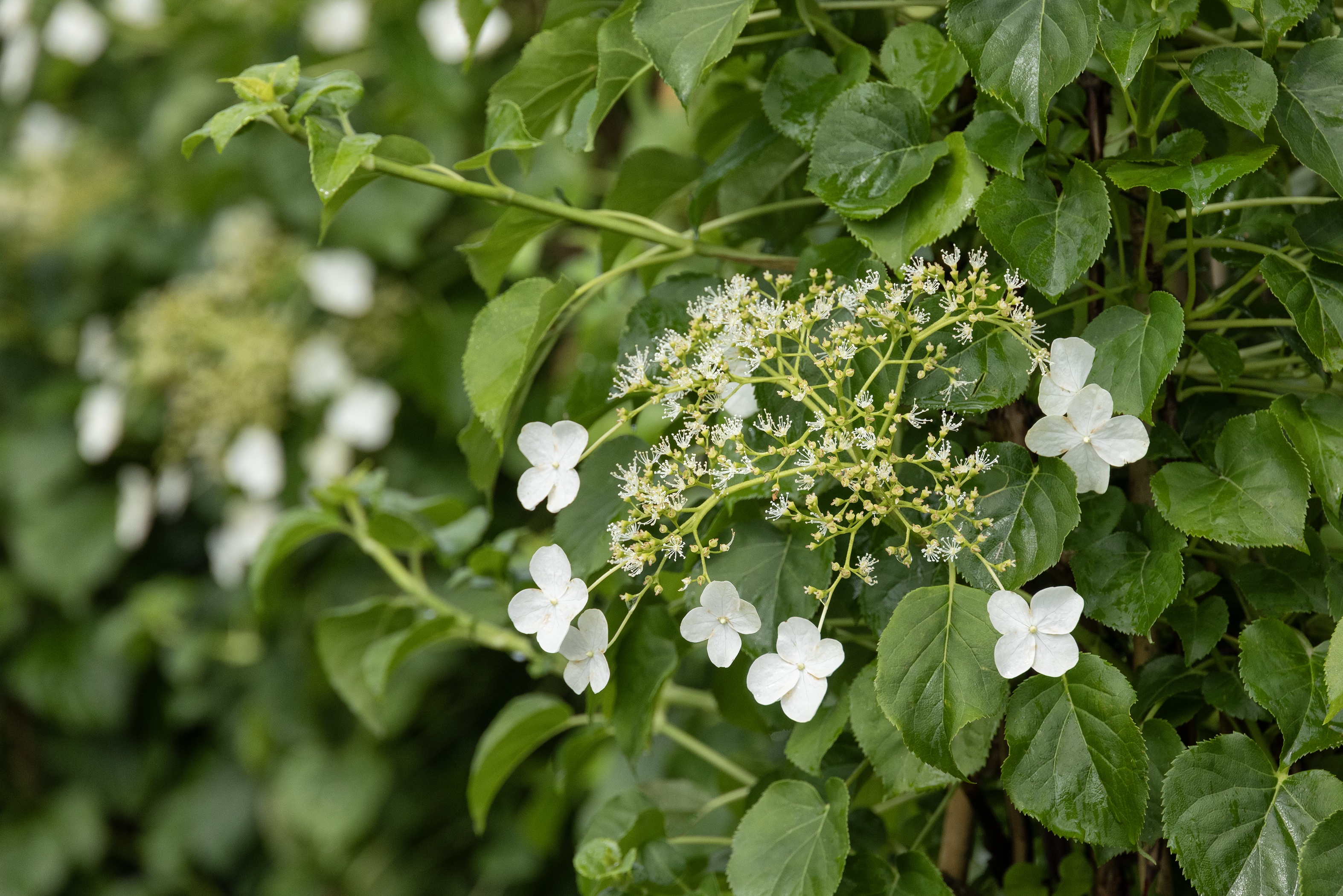 Climbing Hydrangea, Hydrangea anomala petiolaris, Monrovia Plant