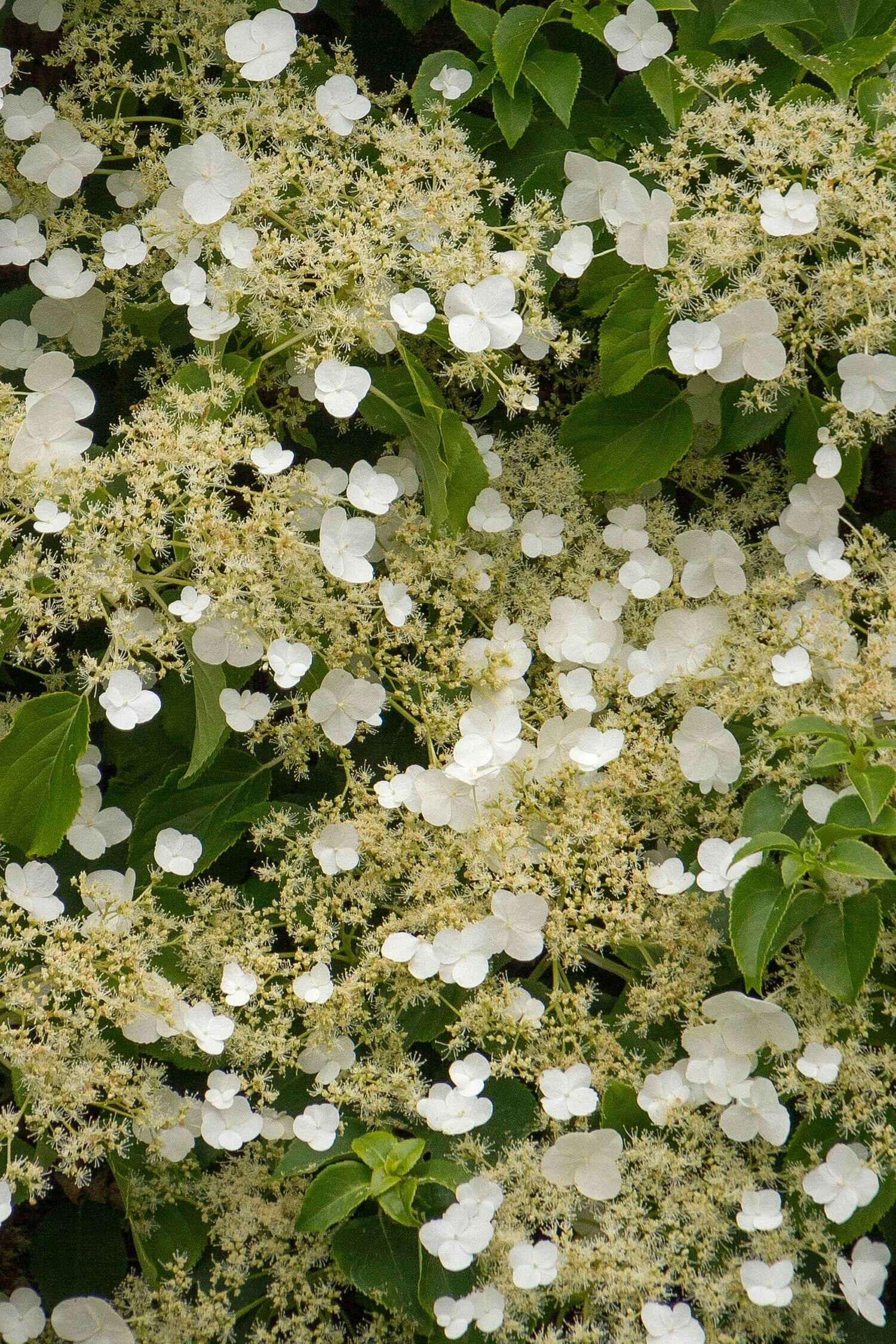 Climbing Hydrangea, Hydrangea anomala petiolaris, Monrovia Plant