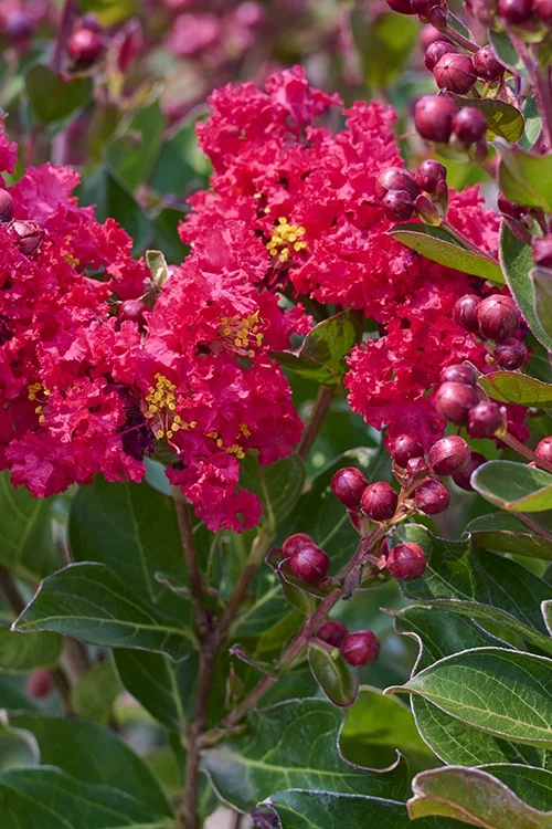 ©Monrovia, by Brandon Friend-Solis