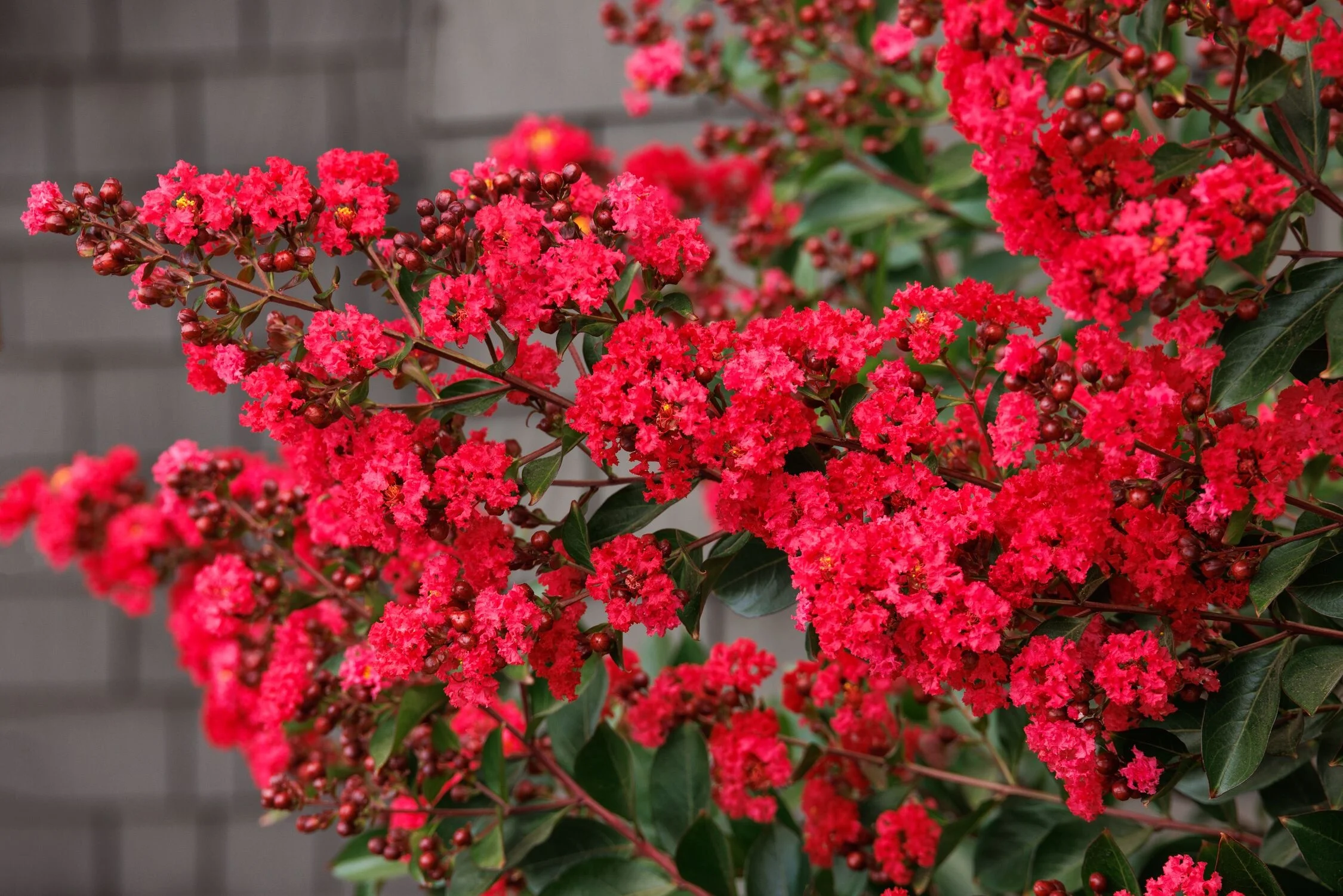 © Monrovia by Doreen Wynja