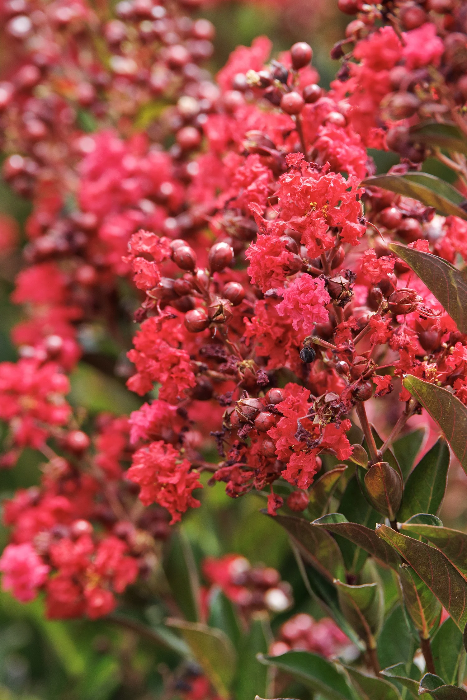 © Monrovia by Doreen Wynja